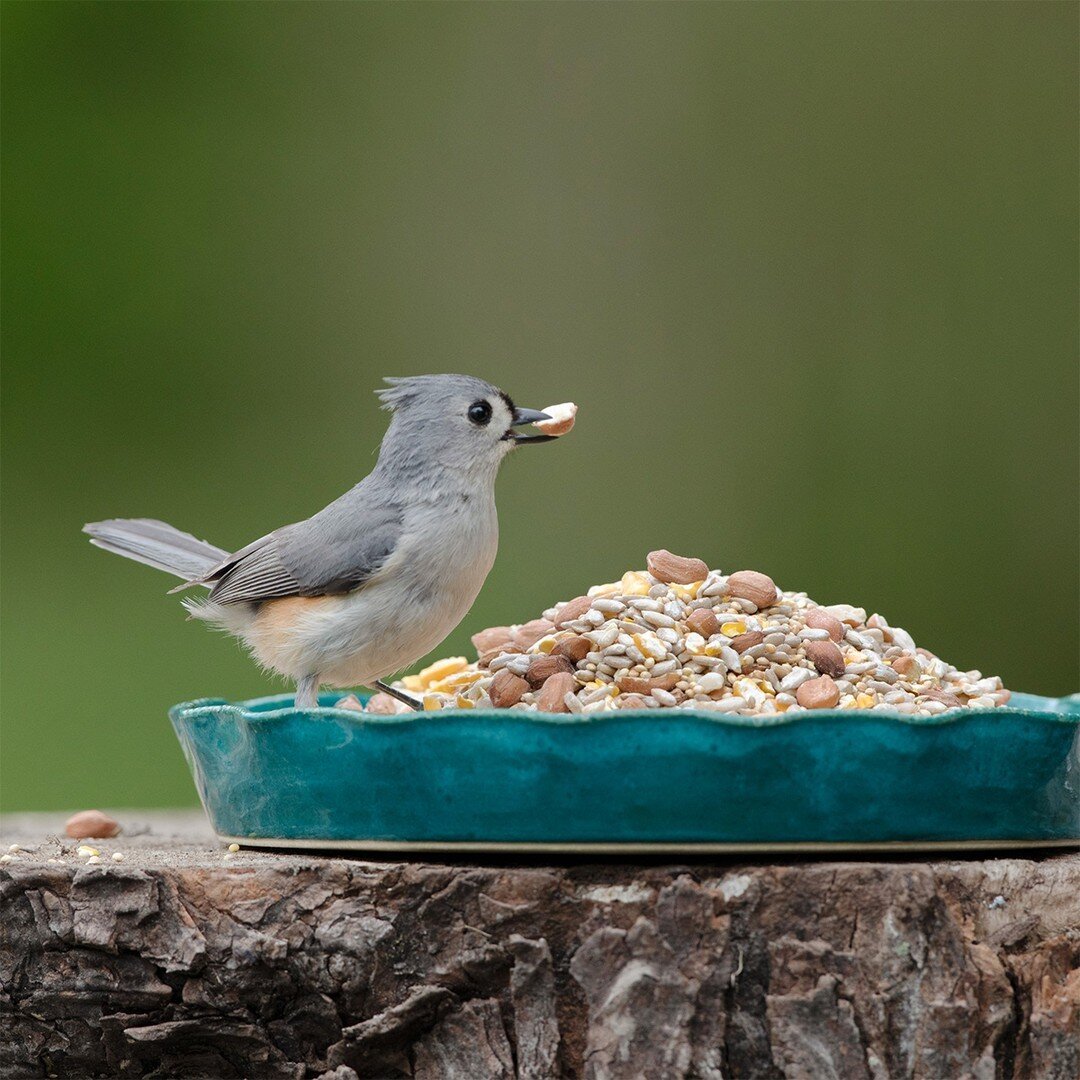 What better way to celebrate Pi Day than with a pie dish full of delicious waste-free bird food? 🥧
.
.
.
.
.
#AudubonPark #PiDay #TuftedTitmouse #Titmouse #Birdstagram #BirdsOfInstagram #Birds #BirdPhotography #BirdFeeding #FeedTheBirds #BirdWatchin