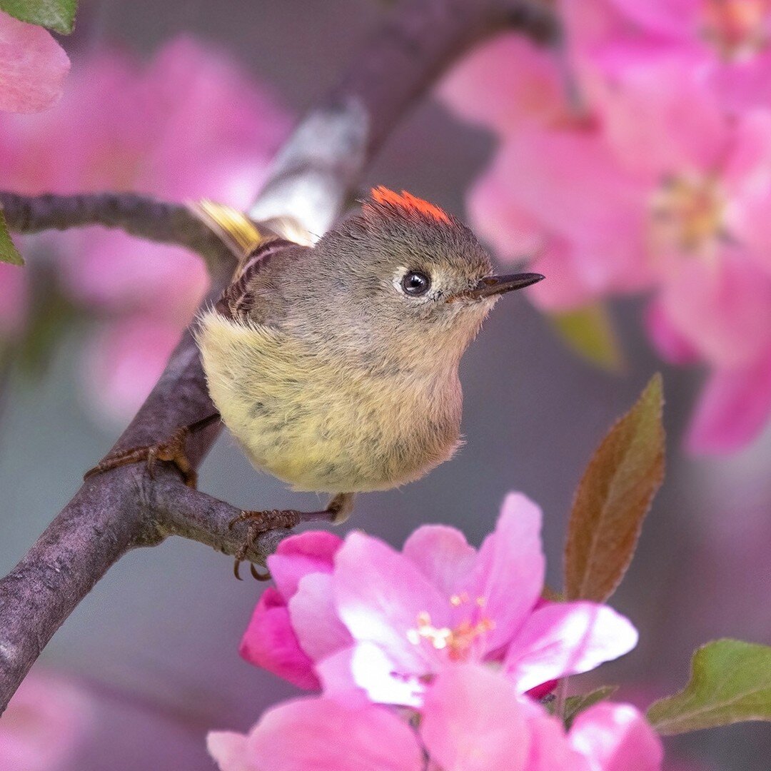 Happy first day of spring! 🌸
.
.
.
.
.
#AudubonPark #FirstDayOfSpring #Kinglet #RubyCrownedKinglet #Birdstagram #BirdsOfInstagram #Birds #BirdPhotography #BirdFeeding #FeedTheBirds #BirdWatching #BirdLovers #Birding #Birds_Captures #Birds_Adored