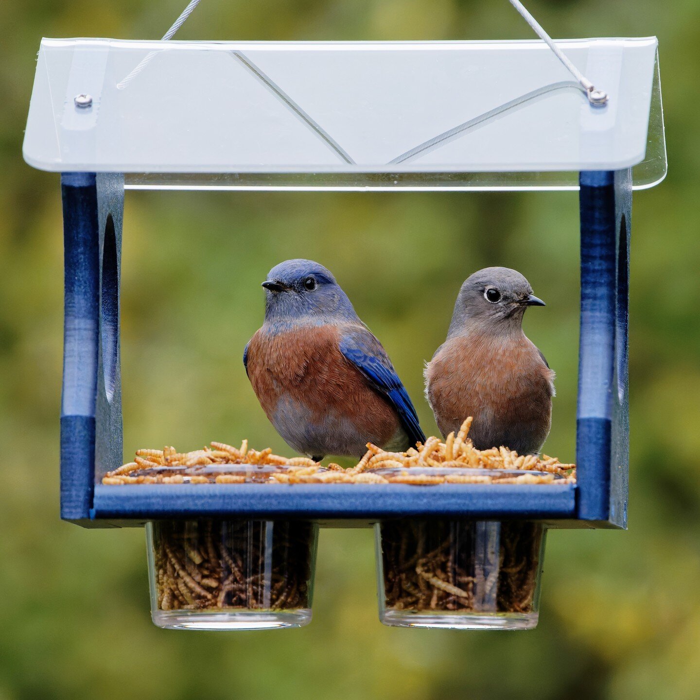 Bluebirds have long been a symbol of happiness, so we're celebrating them today on International Happiness Day. The best way to attract these beauties to your yard is with their favorite protein-rich mealworms. Have you seen a bluebird today? 💙
.
.
