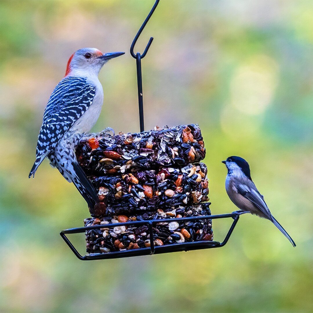 Wild birds need a lot of high-energy foods to help support their high-energy lives, especially during migration, breeding, and extreme cold. According to the Audubon Society, a chickadee eats 35% of its body weight, which is equivalent to a 150 pound