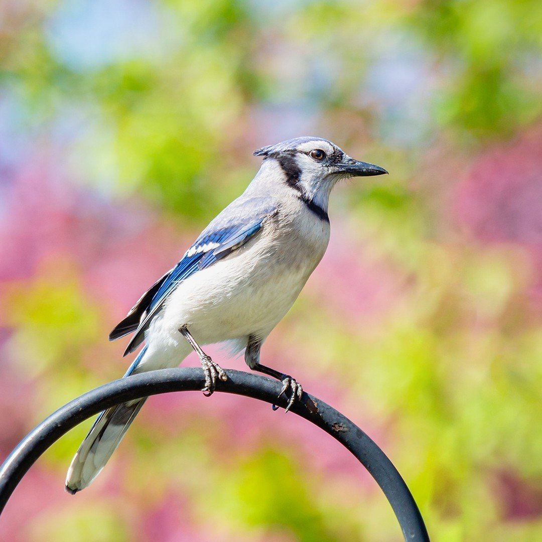 Wishing all our fellow bird lovers a beautiful spring weekend with some of your favorite feathered friends! 
.
.
.
.
.
#AudubonPark #BlueJay #Birdstagram #BirdsOfInstagram #Birds #BirdFeeding #FeedTheBirds #BirdWatching #BirdLovers #Birding #Birds_Ca