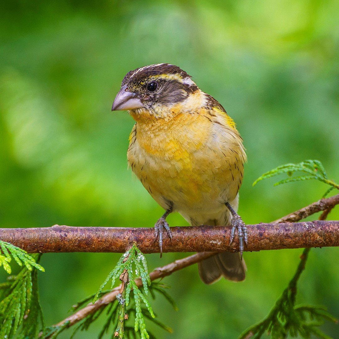 If you live in the western United States, you can begin watching for Black-headed Grosbeaks soon! They migrate to the US for the breeding season after wintering in Mexico. You can attract them to your feeders with sunflower seeds.
.
.
.
.
.
#AudubonP