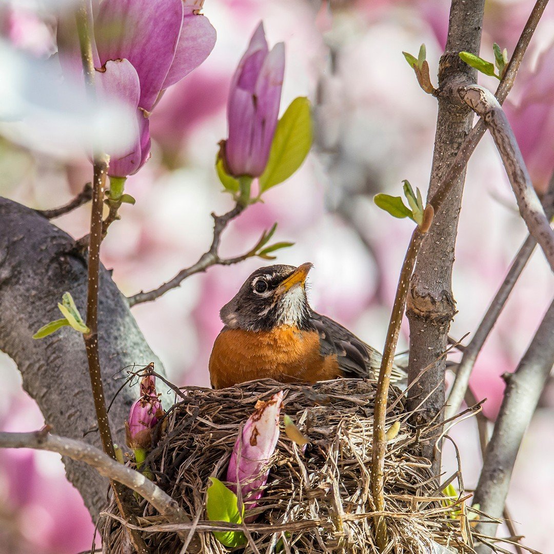 Happy Mother's Day! 💗
.
.
.
.
.
#americanrobin #mothersday #audubonpark