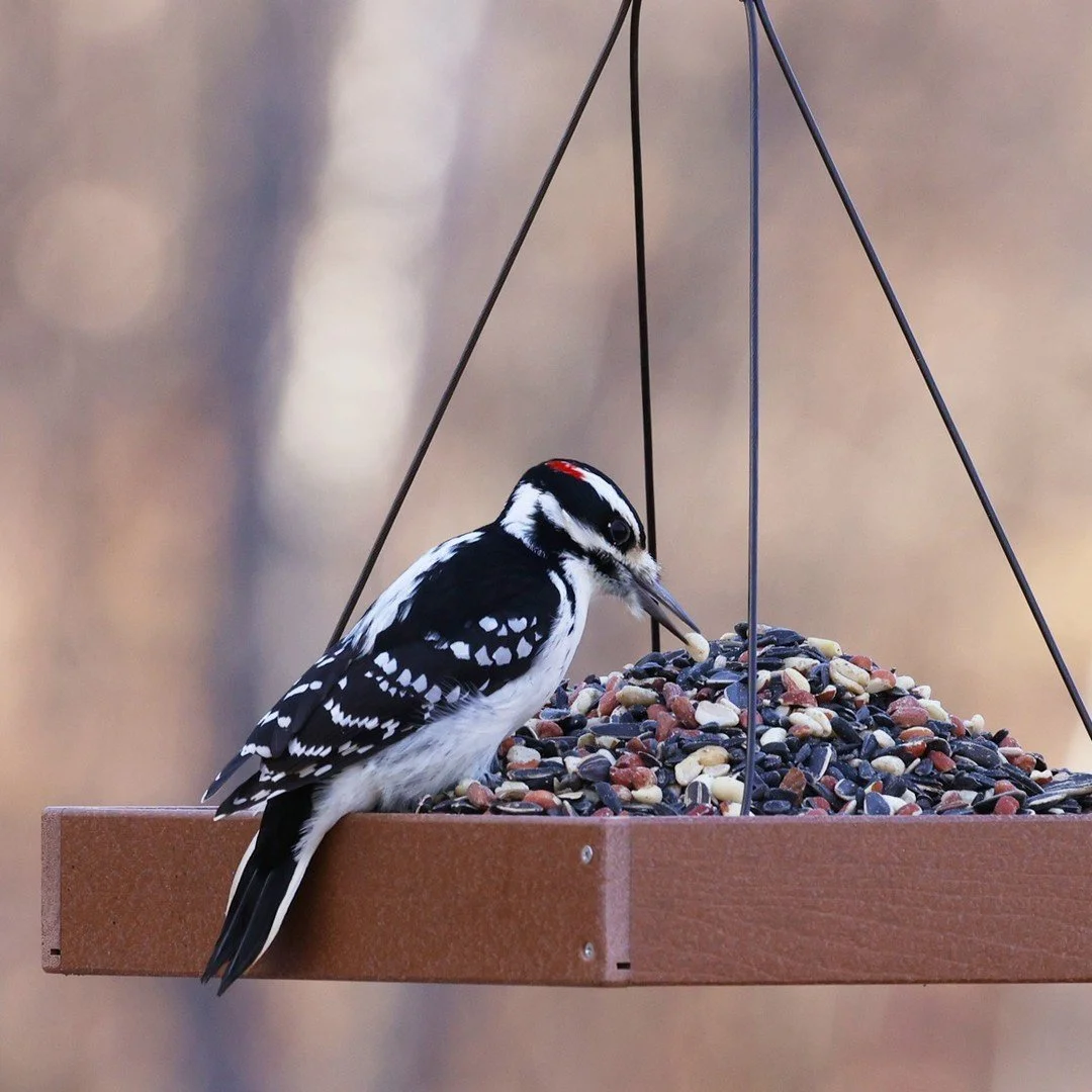 Woodpeckers and other nut-loving birds can't resist our Premium Trail Mix! It's packed with peanuts and sunflower for protein and energy. 🥜
.
.
.
.
.
#audubonpark #woodpecker #birdfeeding #birdstagram #birdsofinstagram #birds #birdfreaks #birdphotog