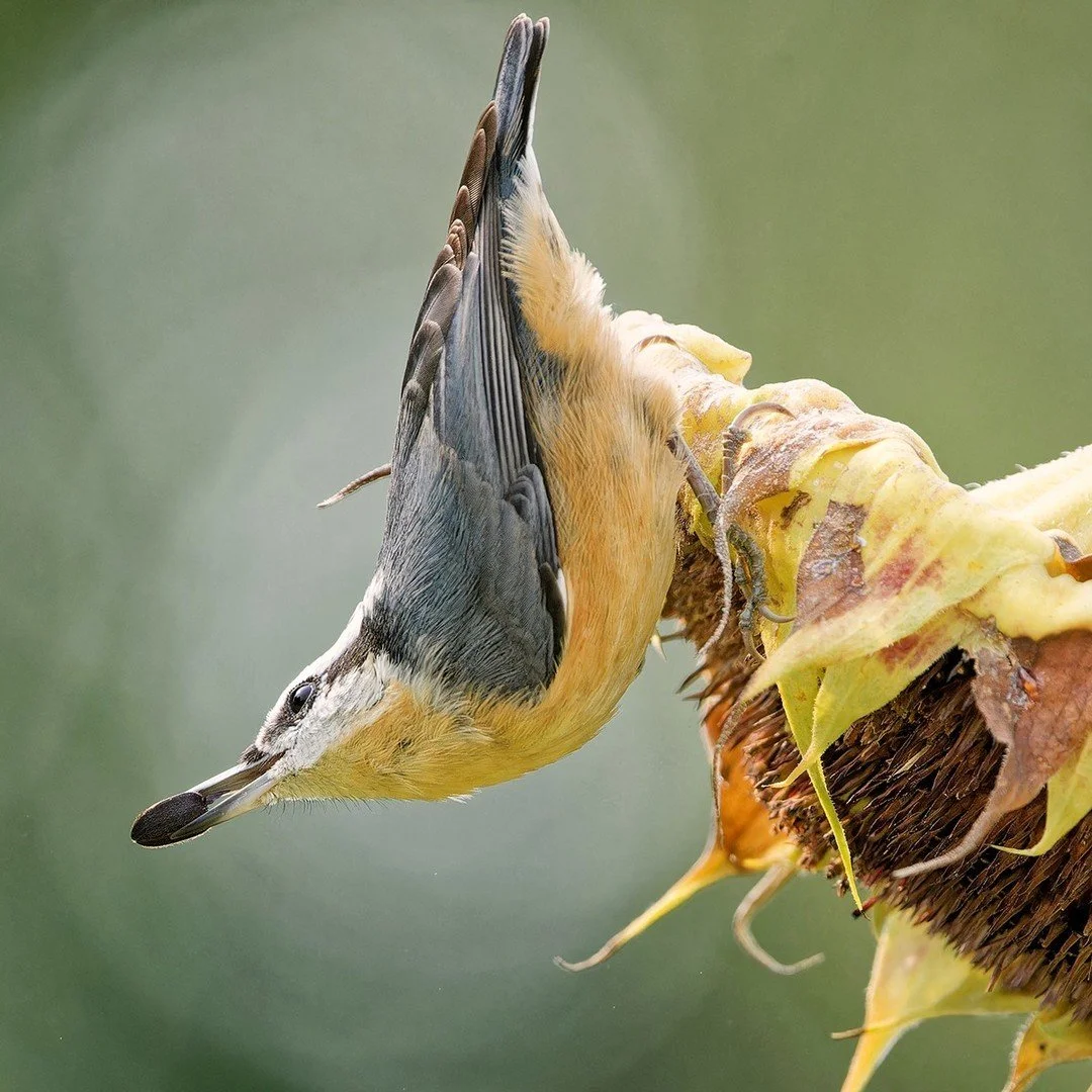 Swipe to see this Red-breasted Nuthatch harvesting fresh sunflower seeds! 🌻

📷 Debi Murk

#audubonpark #nuthatch #feedthebirds #birdeeding #birdphotography #birdwatching #birdlovers
