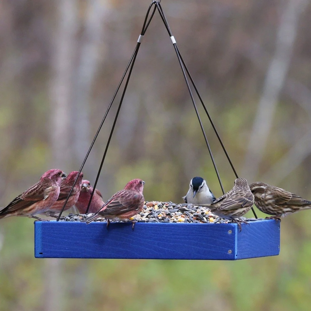 Who's hosting Feathered Friendsgiving this year? 🙋&zwj;♀️

#AudubonPark #FriendsGiving #FeedTheBirds #BirdLovers