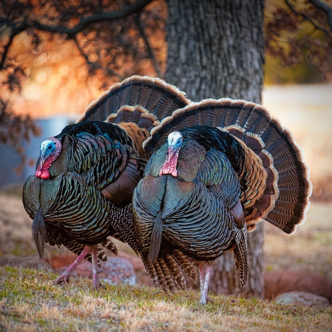 Happy Thanksgiving! 🧡🍂
.
.
.
.
.
#AudubonPark #Thanksgiving #Turkeys