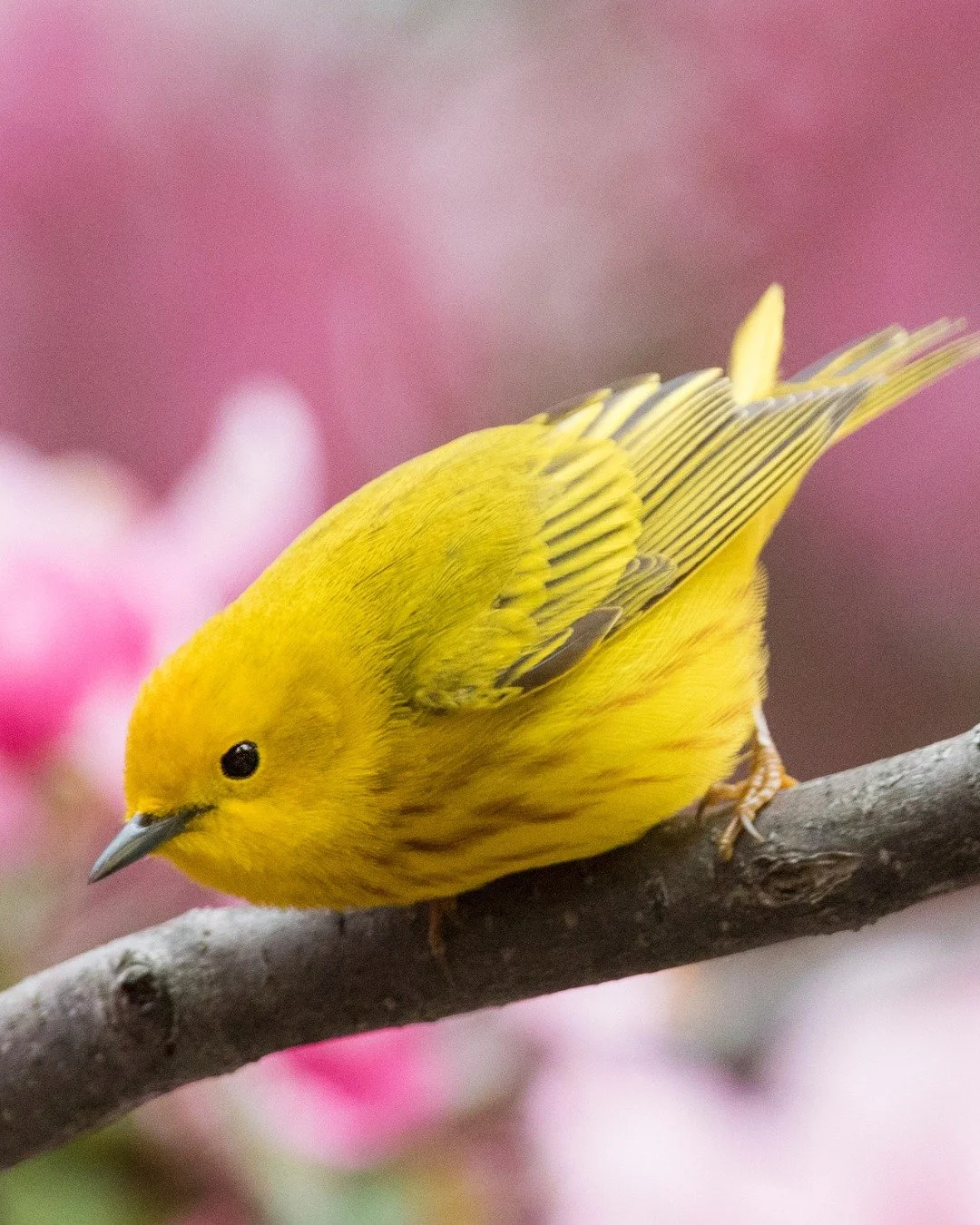Sweet as springtime and just as iconic &mdash; Yellow Warbler or Marshmallow Peep? 💛🐥

Either way, it brings a little extra sugar to your backyard every spring. 💮

#audubonpark #spring #easter #warbler #yellowwarbler #birds