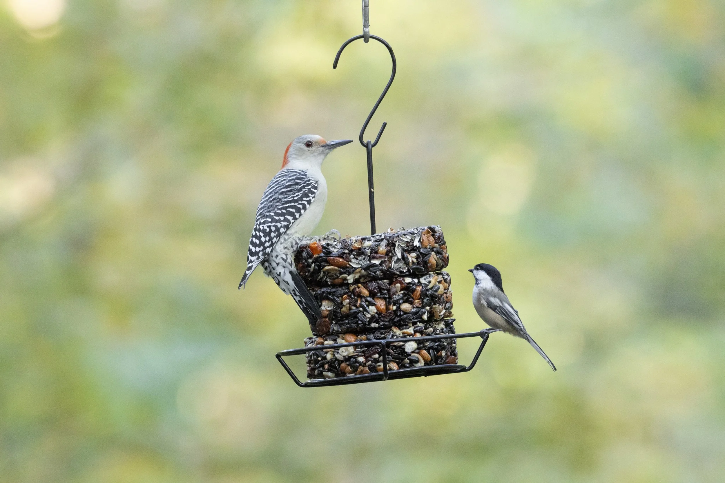 Bird Feeding Made Simple