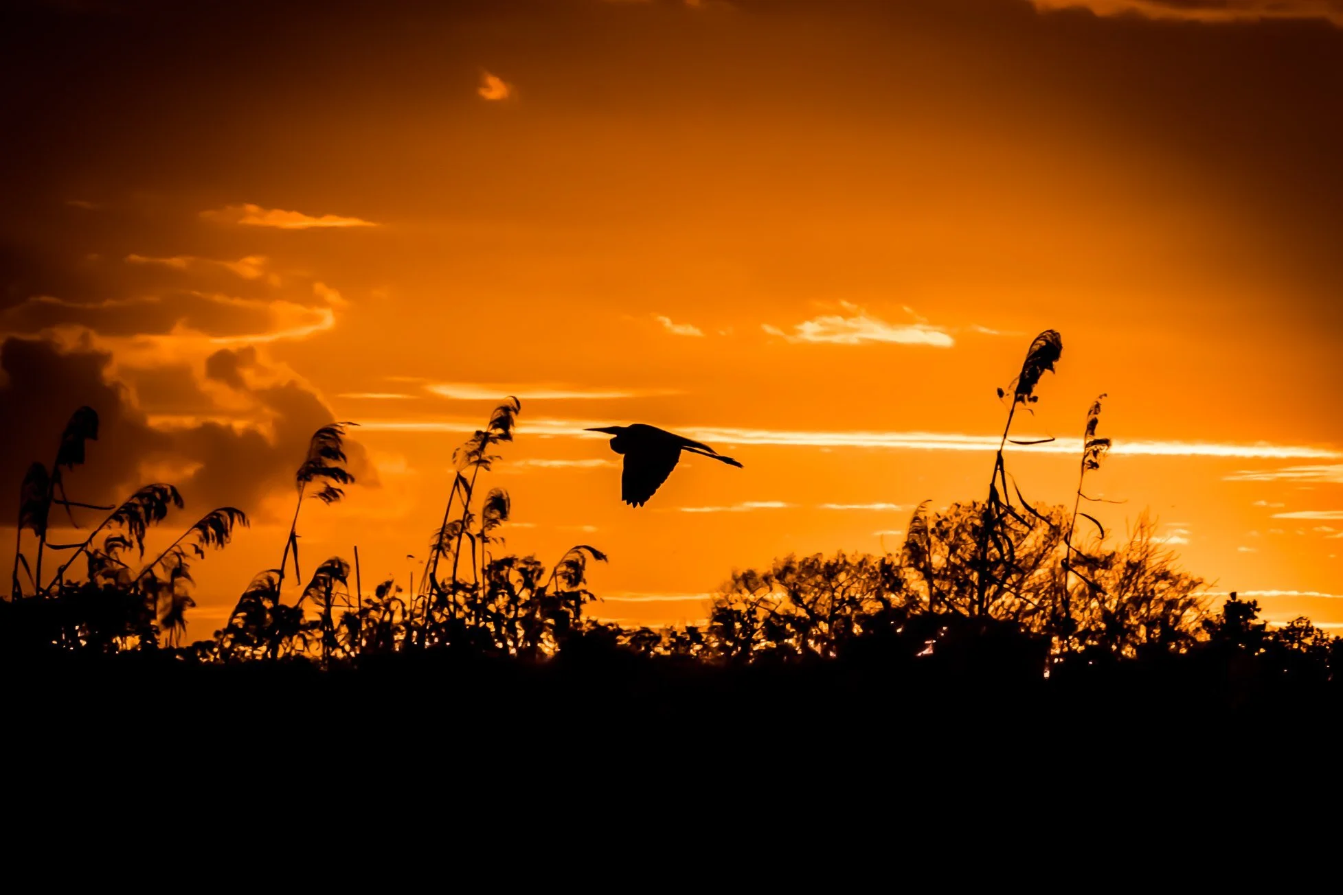 Heron Sunset Shillouette.jpg