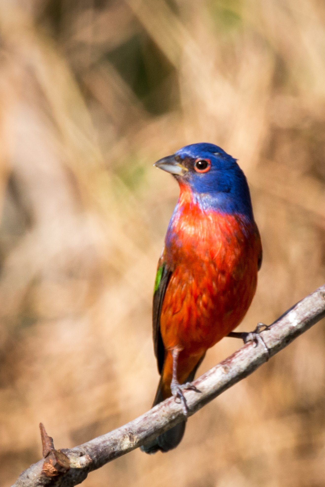 Painted Bunting.jpg