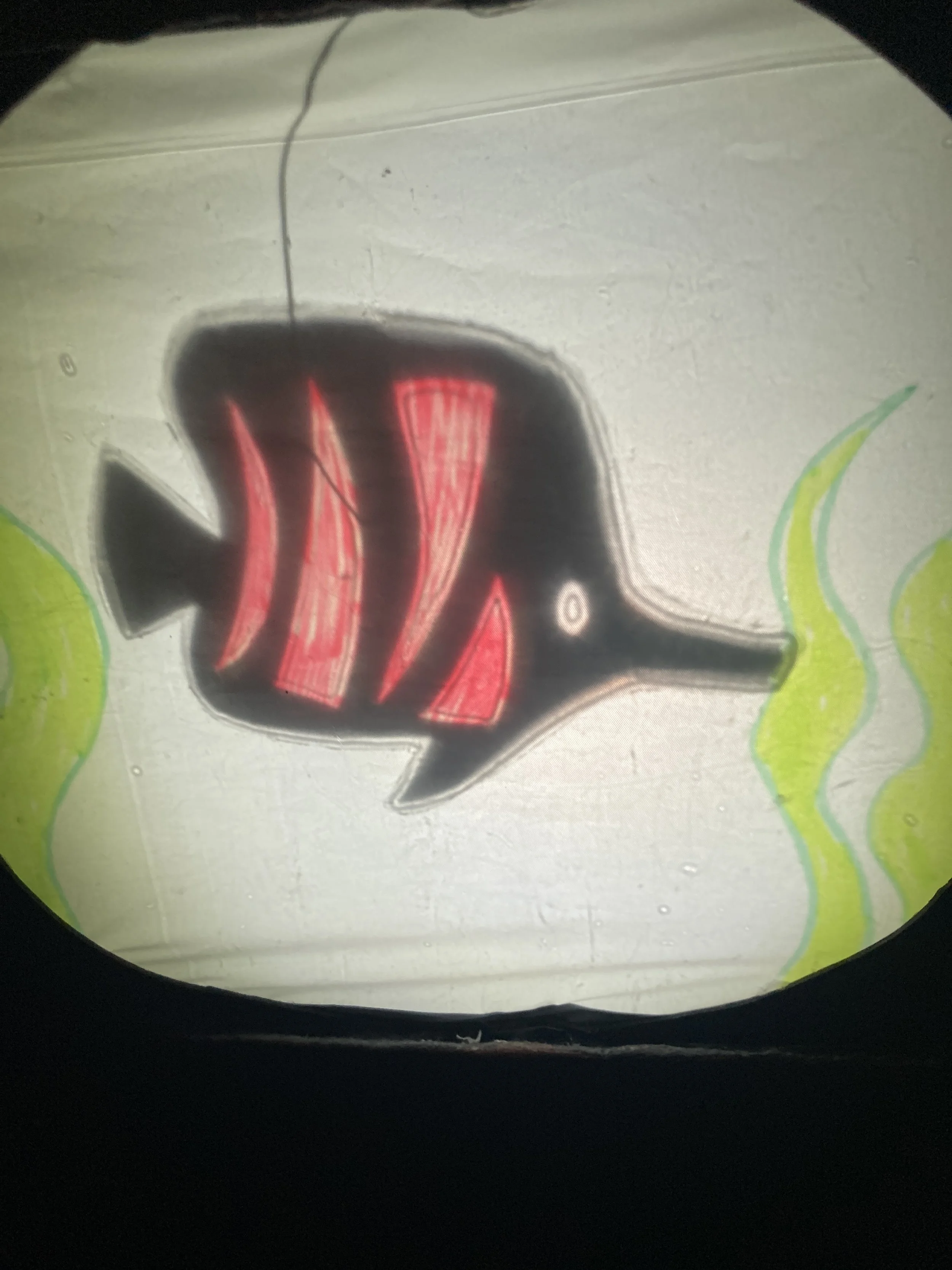 Alt Text:A shadow puppet fish with red stripes swims through green seaweed