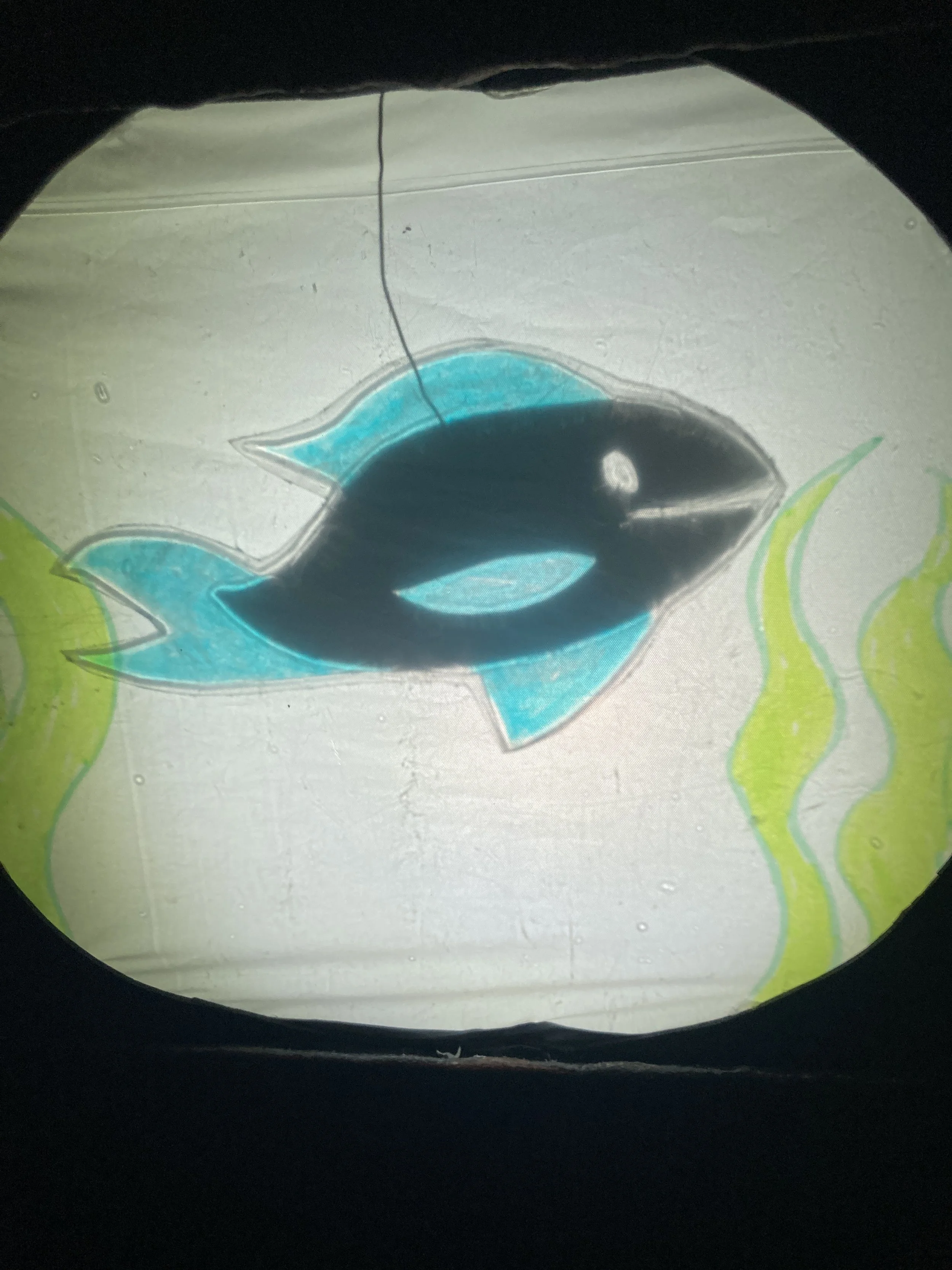 Alt Text:A shadow puppet fish with blue fins swims through green seaweed