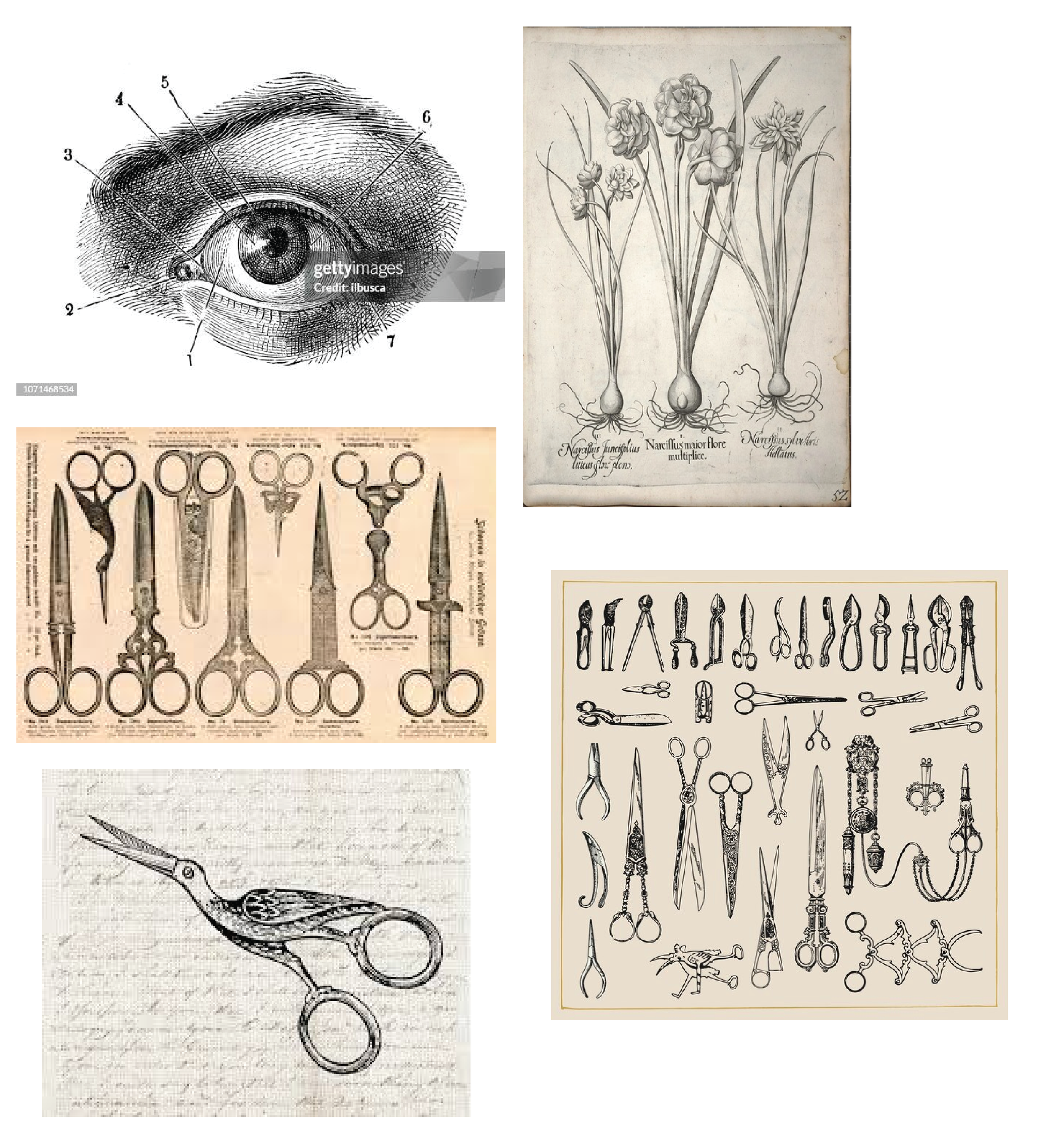 Rosebud Artworks First Draft 1.png