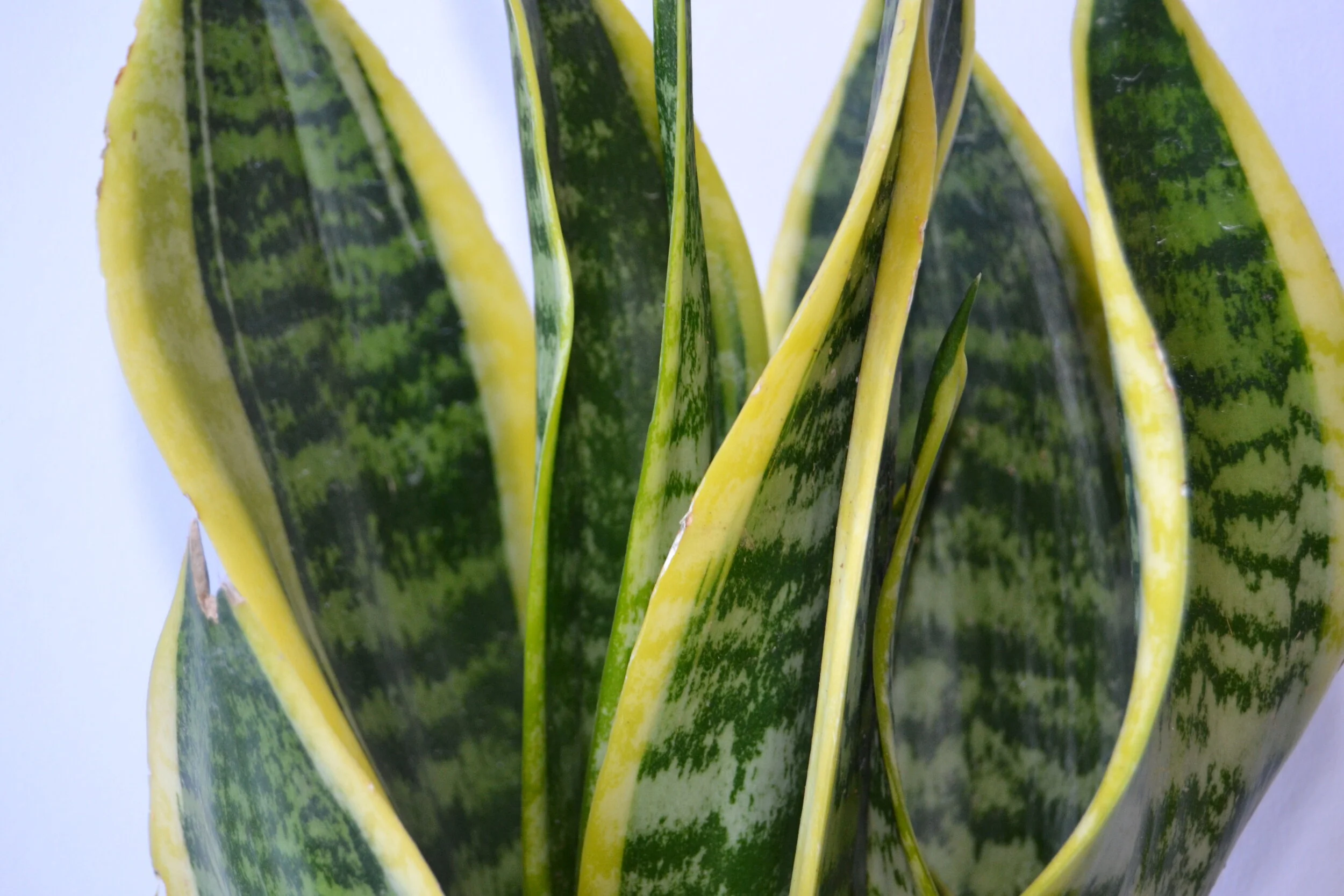 Sanseveria Laurentii