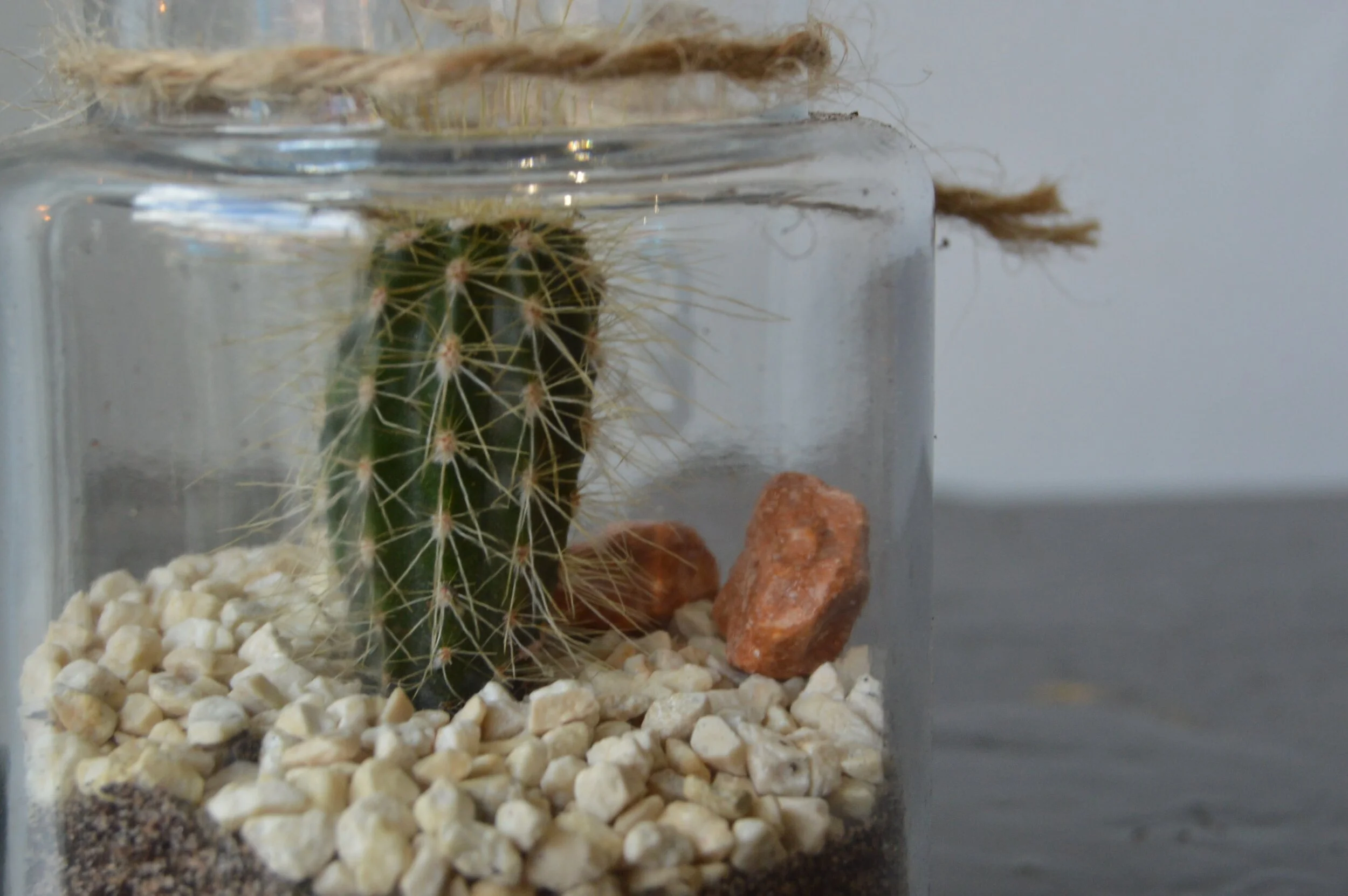 Cactus in a Jar