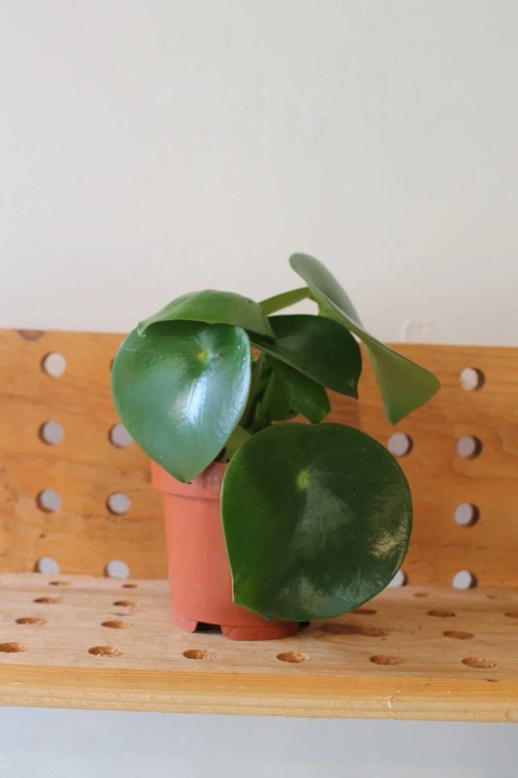 Peperomia Raindrop