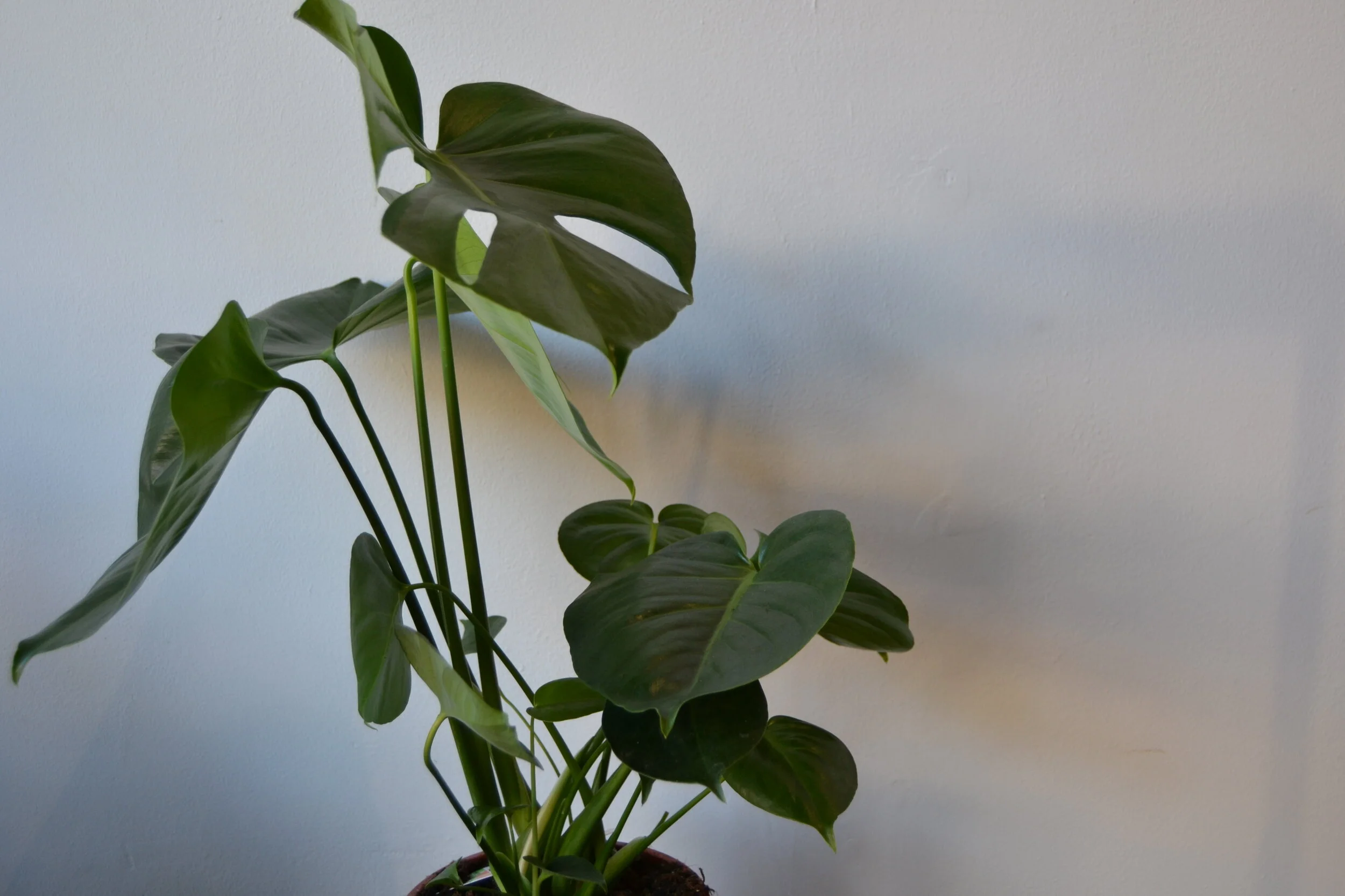 DSC_0113.JPG