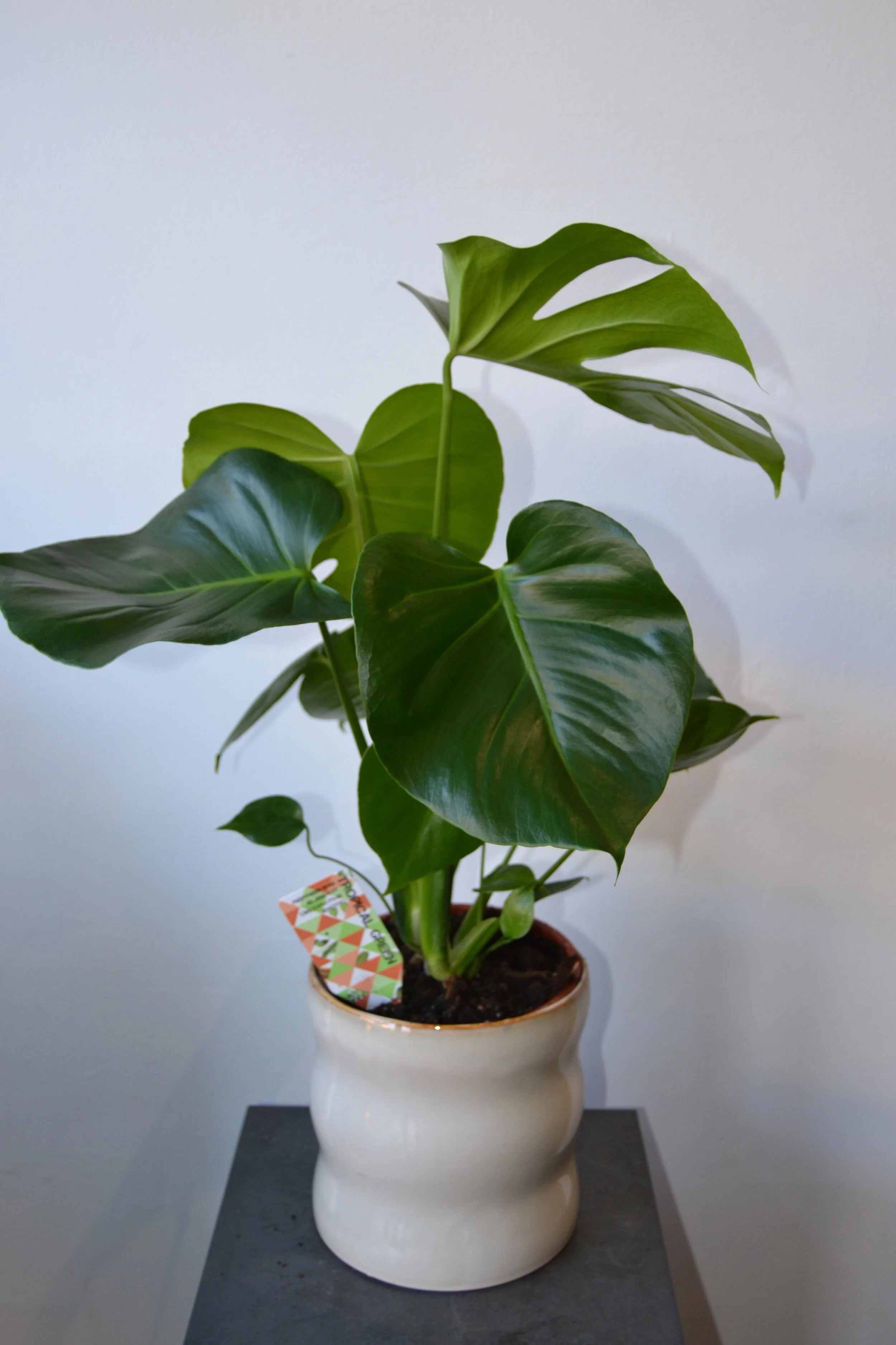 Monstera deliciosa - Cheese Plant - Large