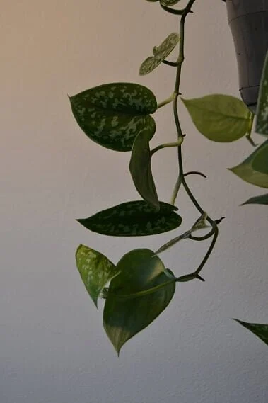 Scindapsus ‘Silvery ann’