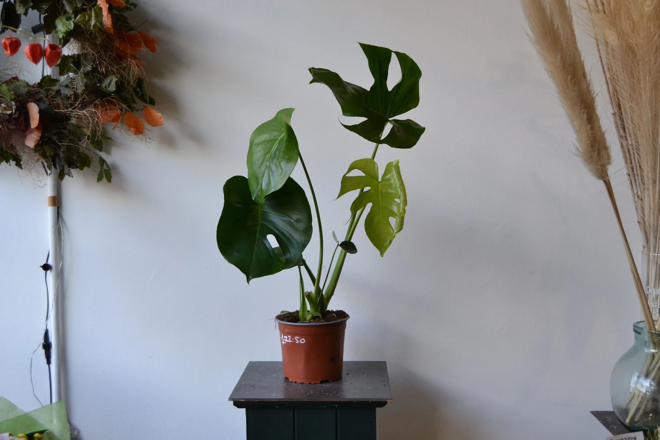 Monstera Deliciosa - Small