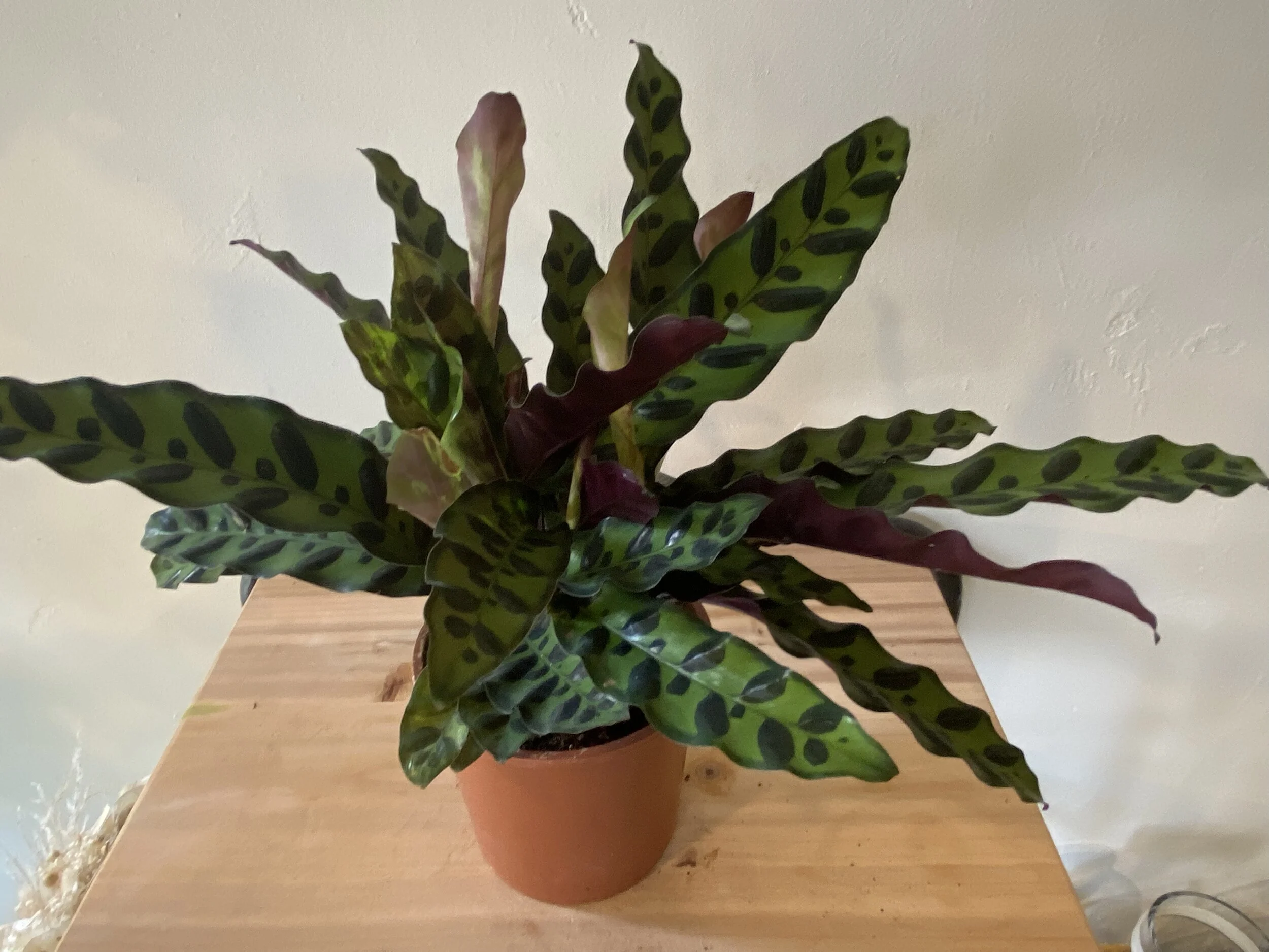 Calathea ‘Rattlesnake’