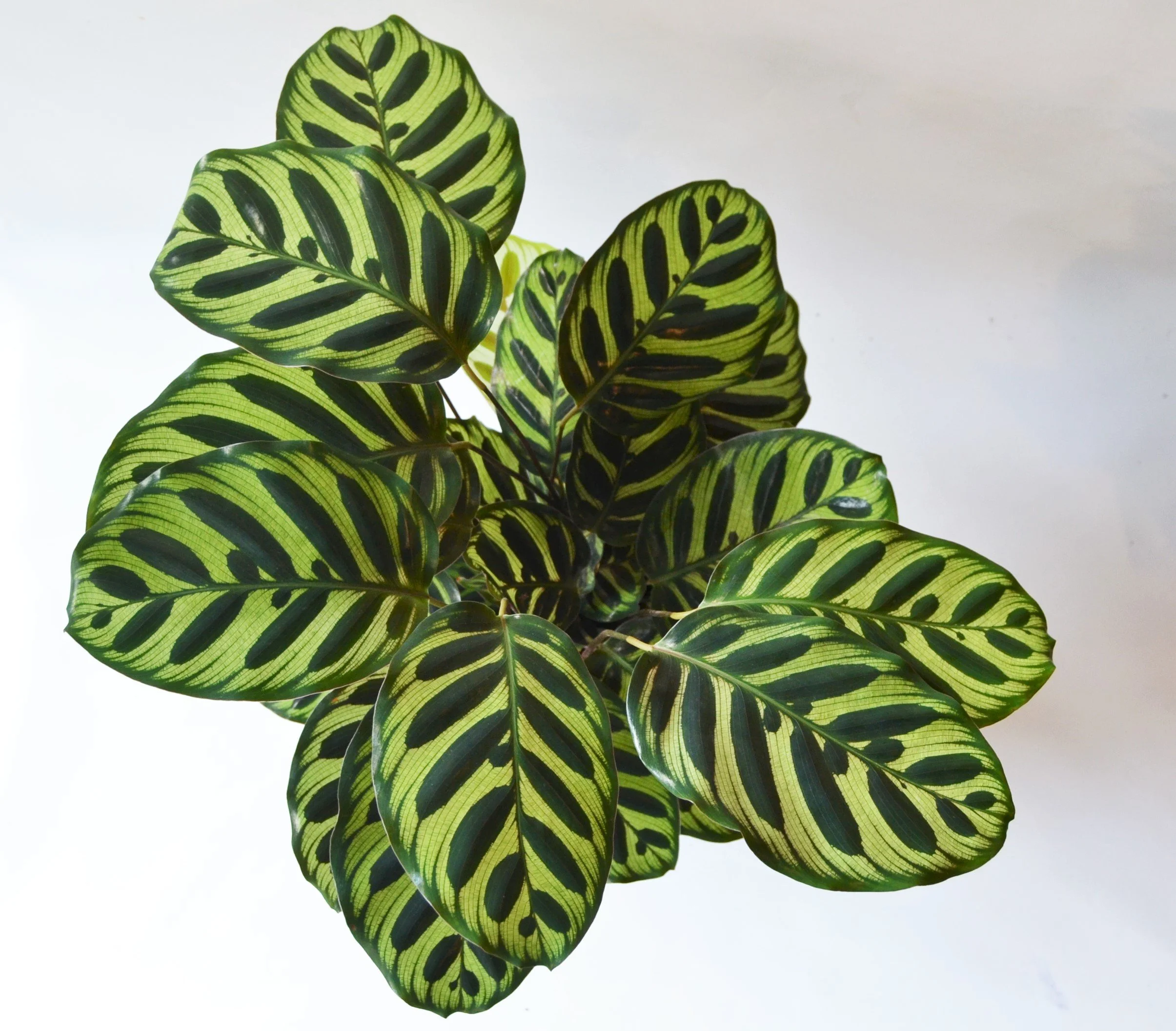 Calathea makoyana