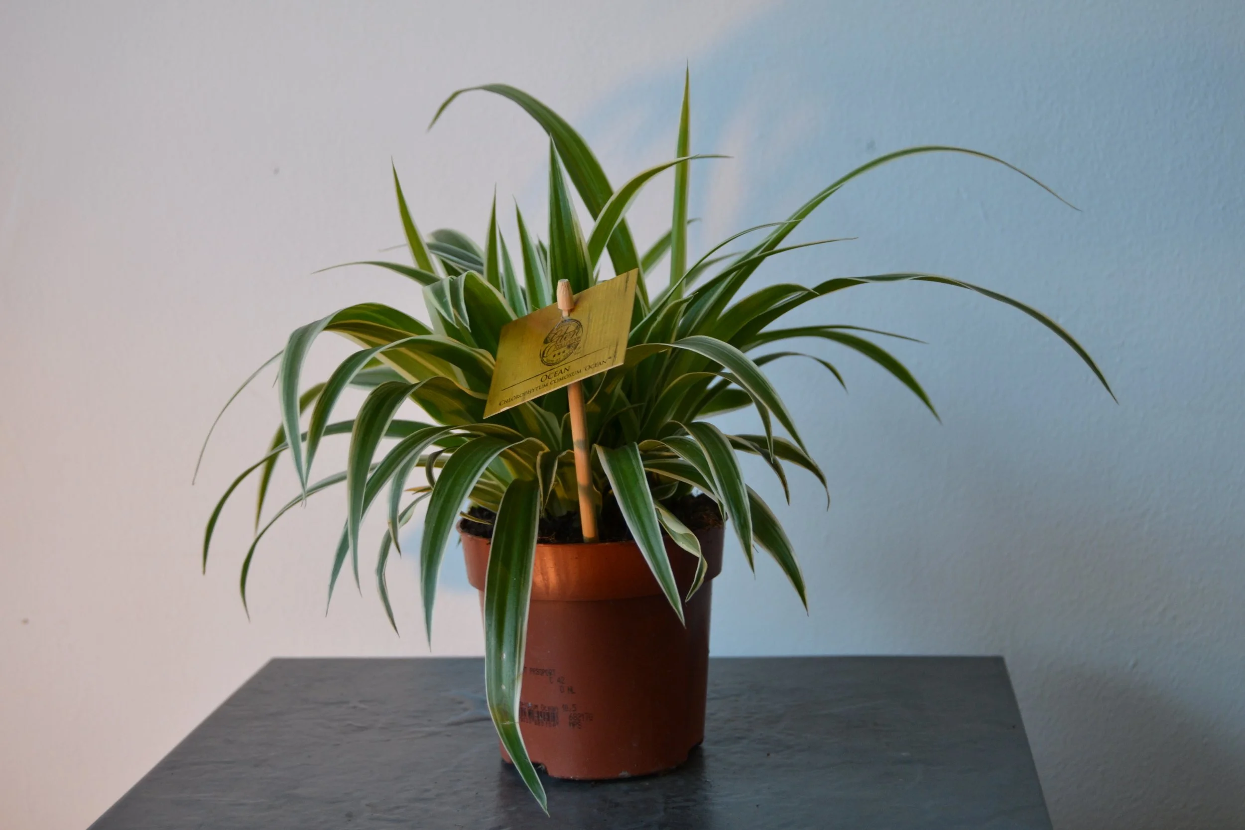 Chlorophytum ‘Spider Plant’