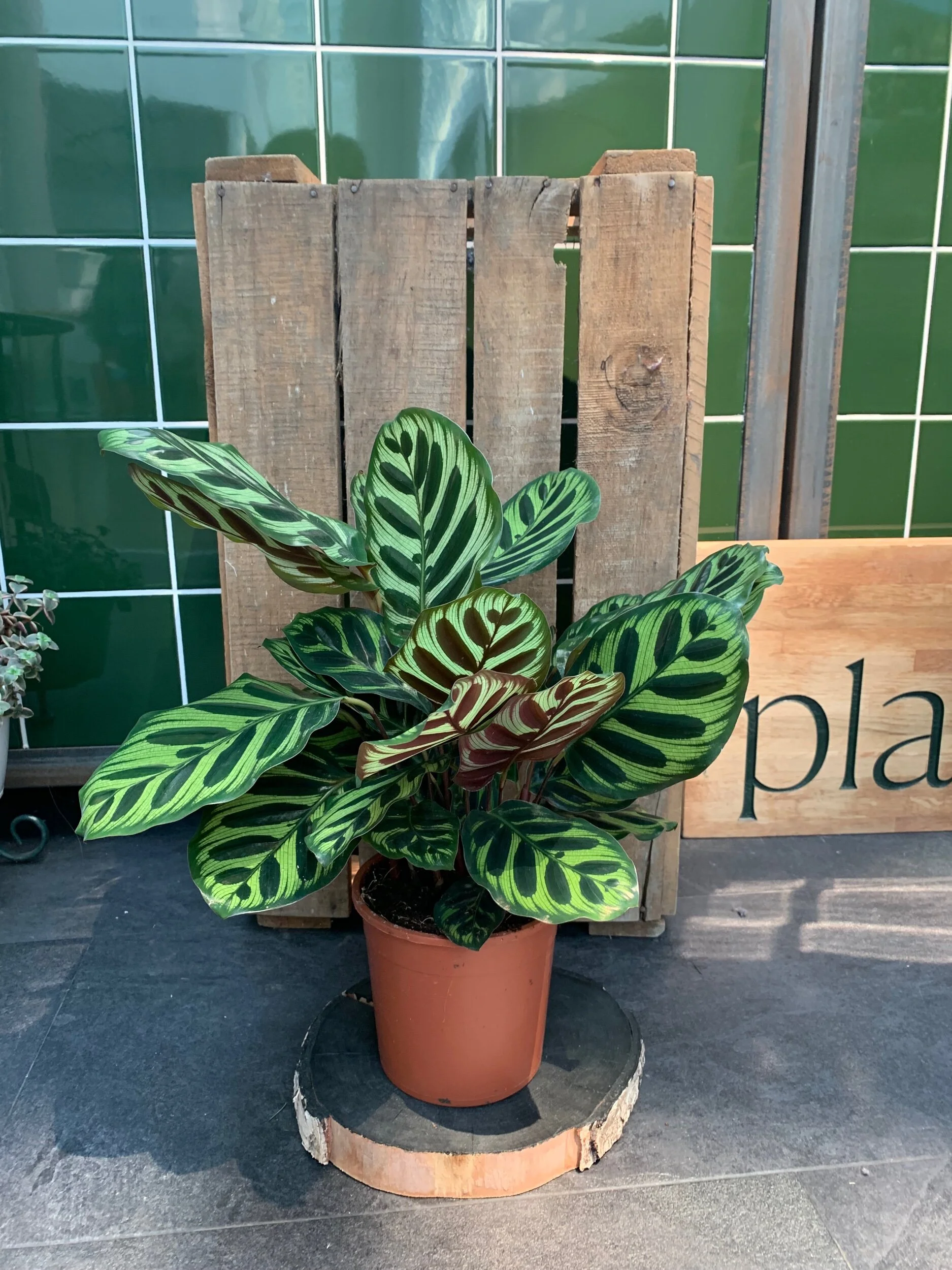 6C8AB325-C2DF-4384-912E-E747D5CACA65