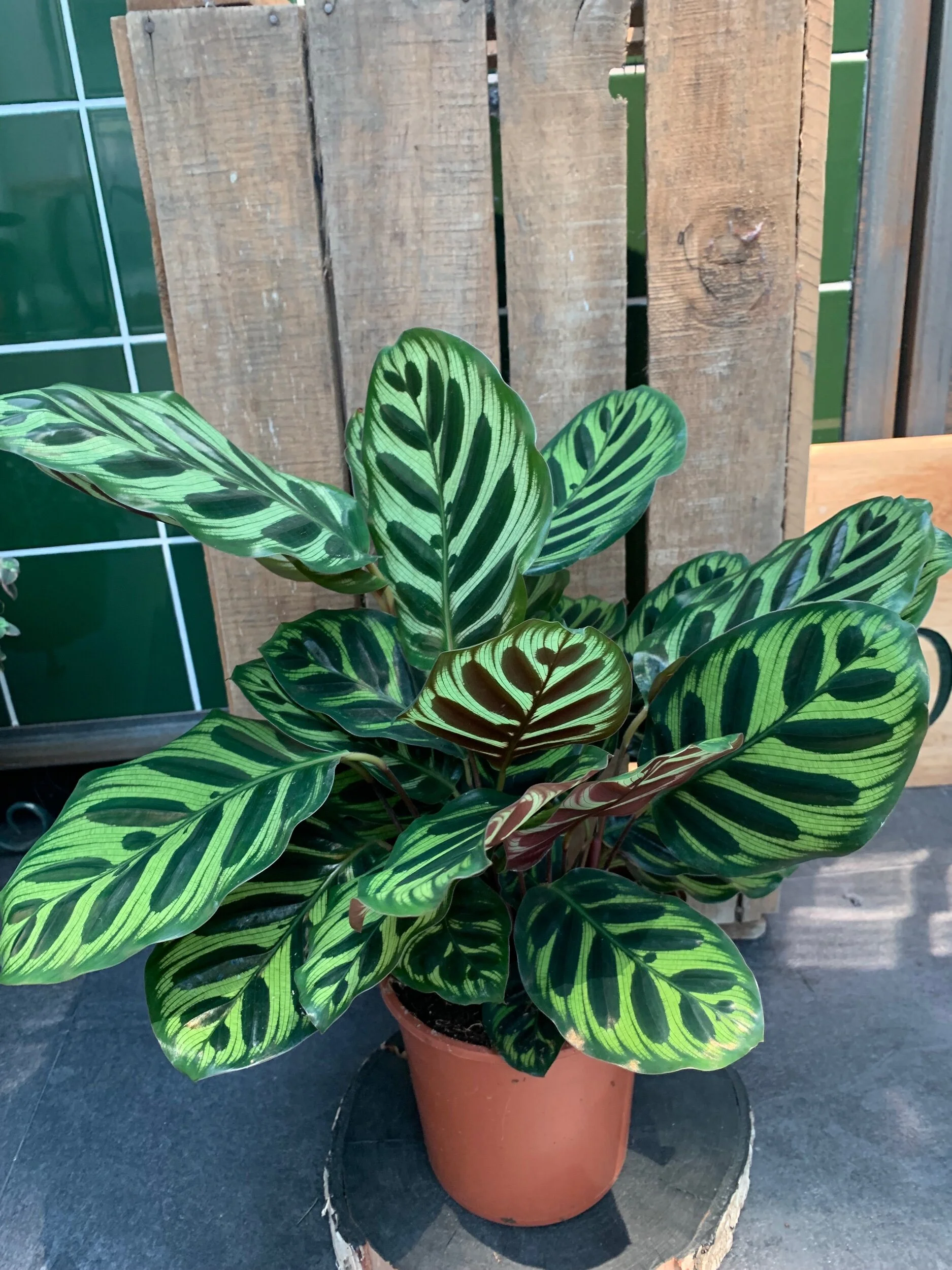 59A8F1AF-F789-409F-BAD9-F0DABBCF0FE0