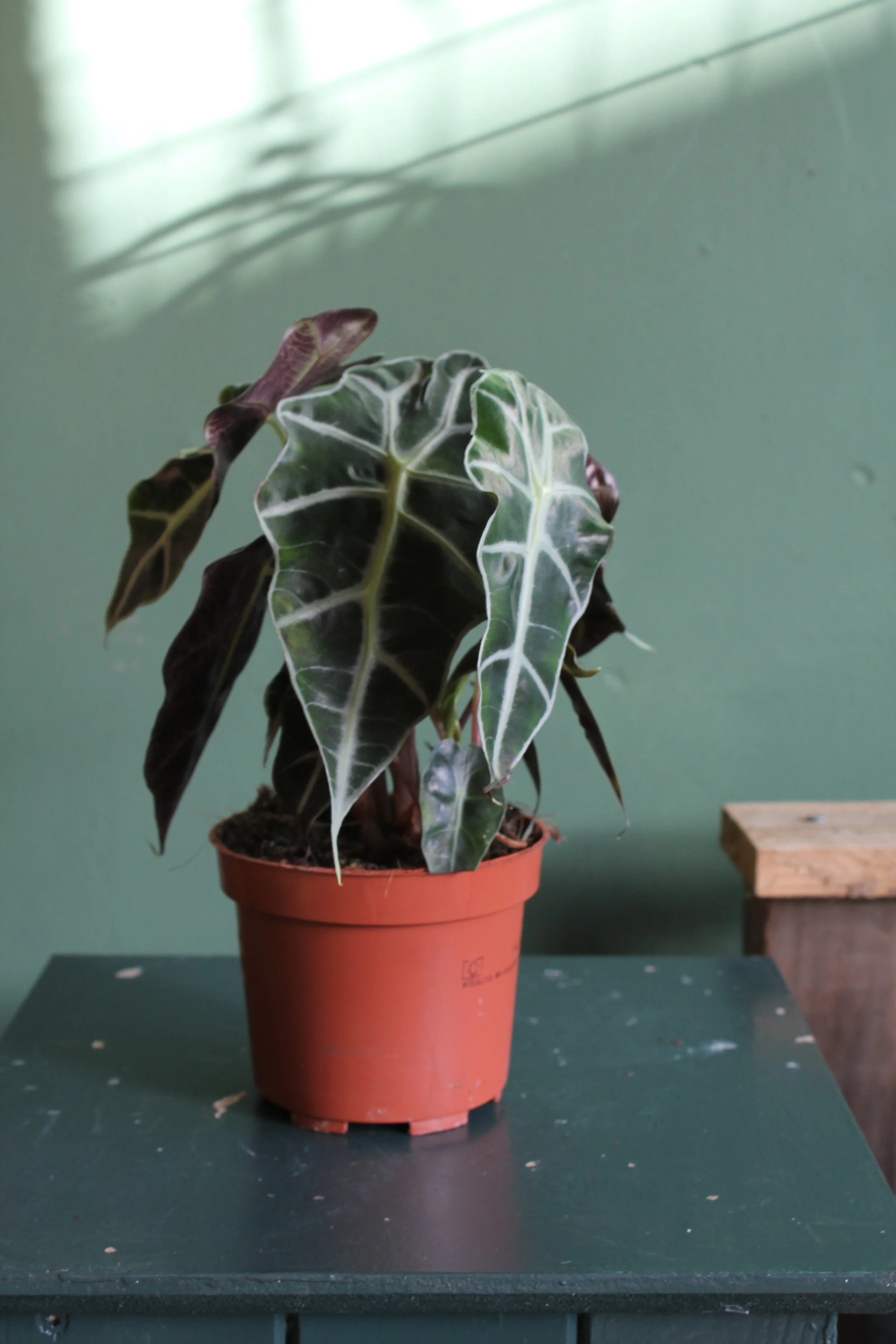 Alocasia polly