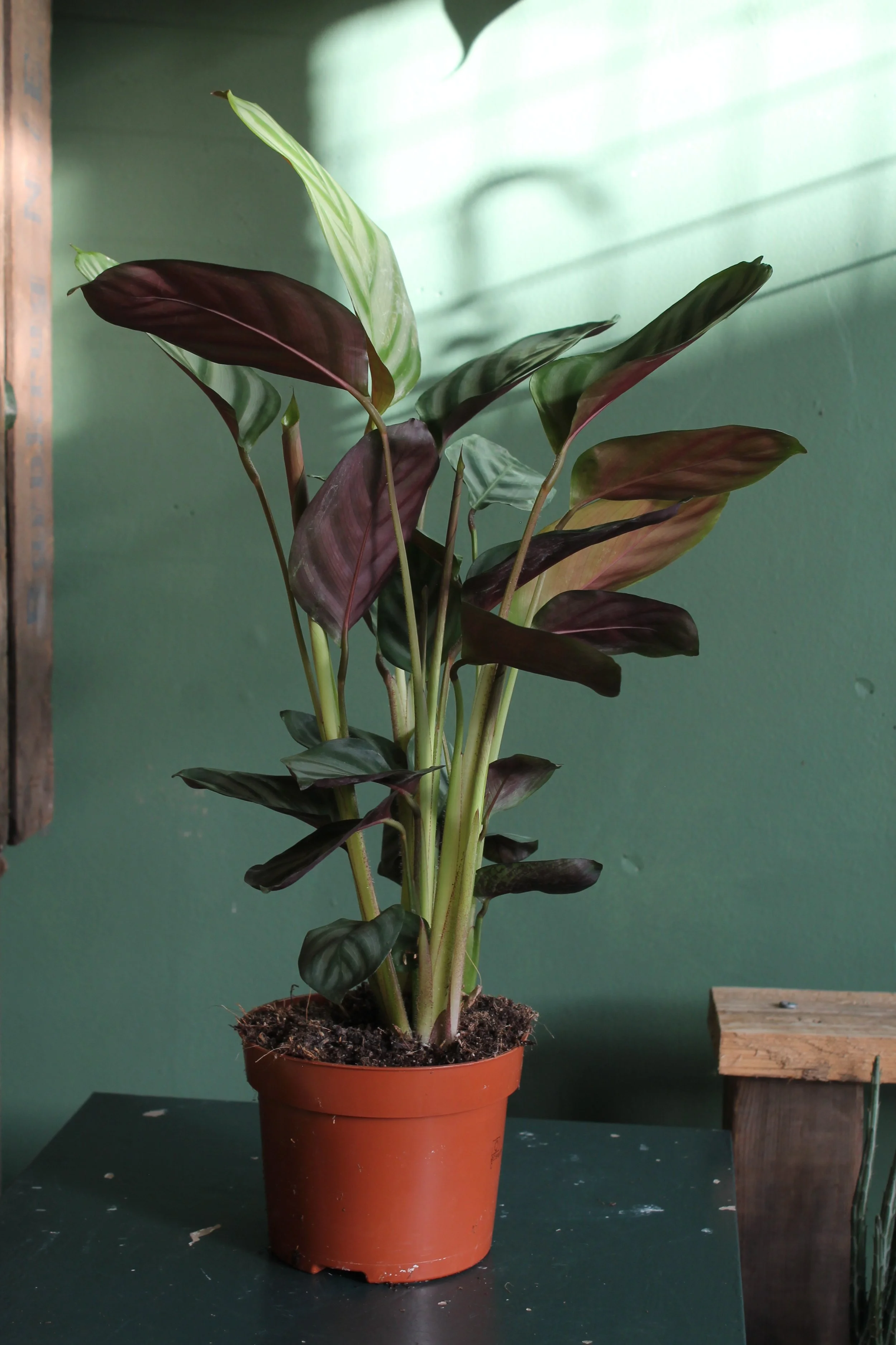 Ctenanthe
