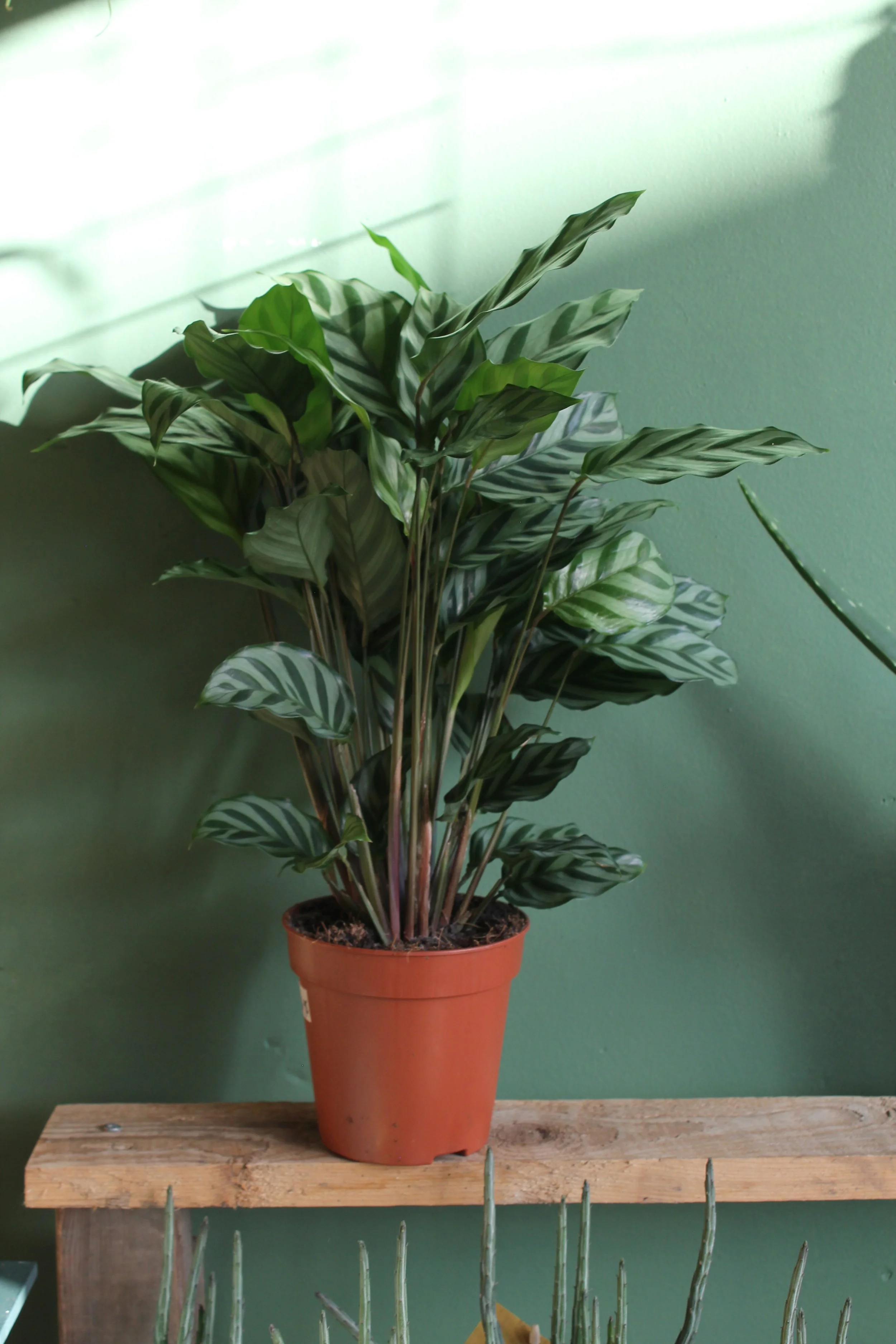 Calathea ‘Freddie’