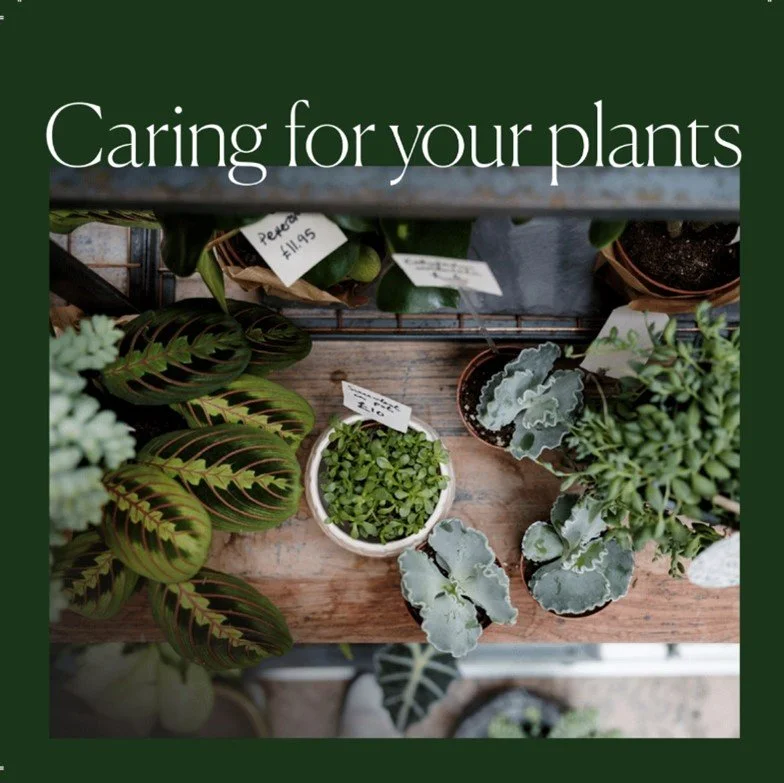 Caring for your Plants!