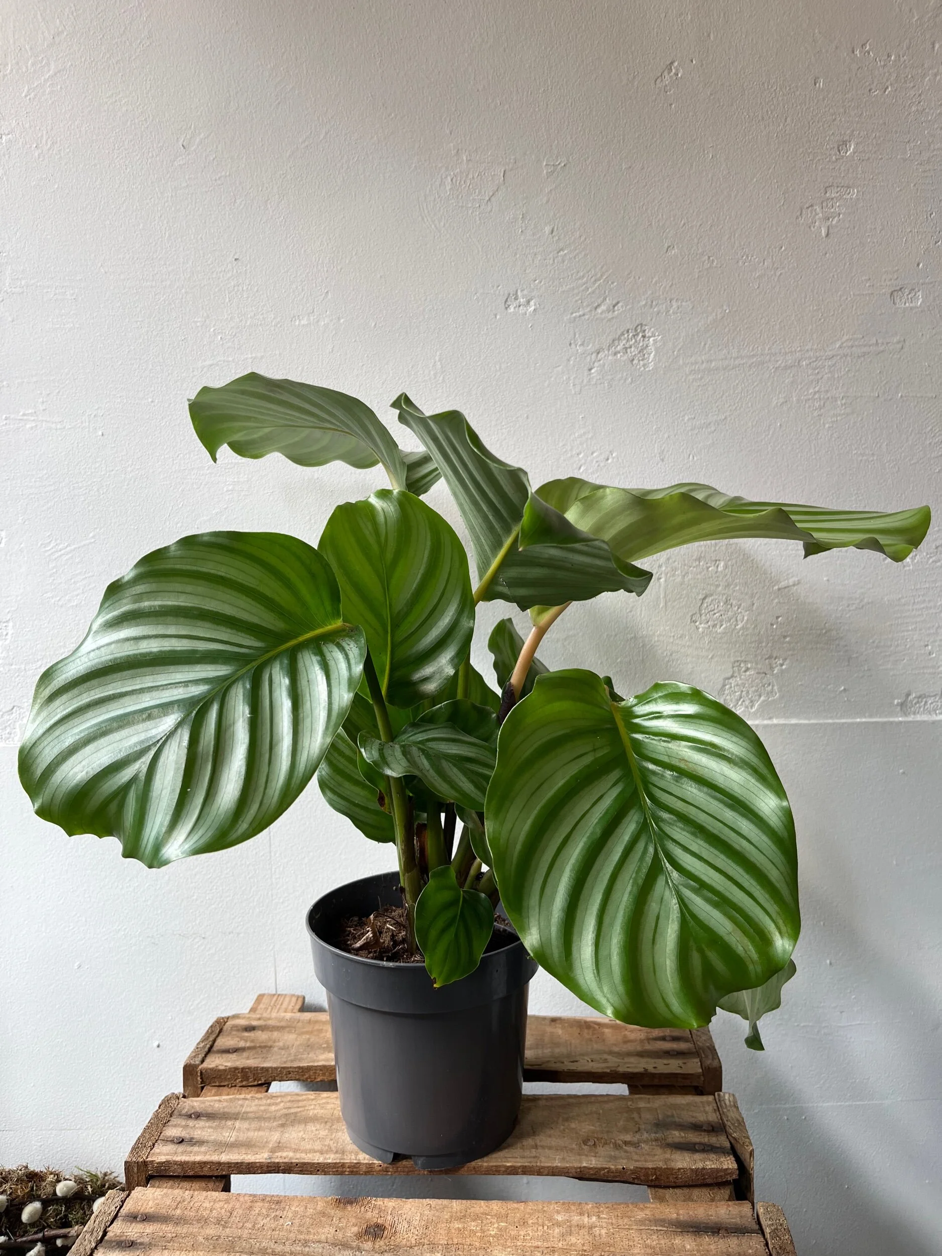 71730A50-26B6-473B-80DD-5C6F57319483