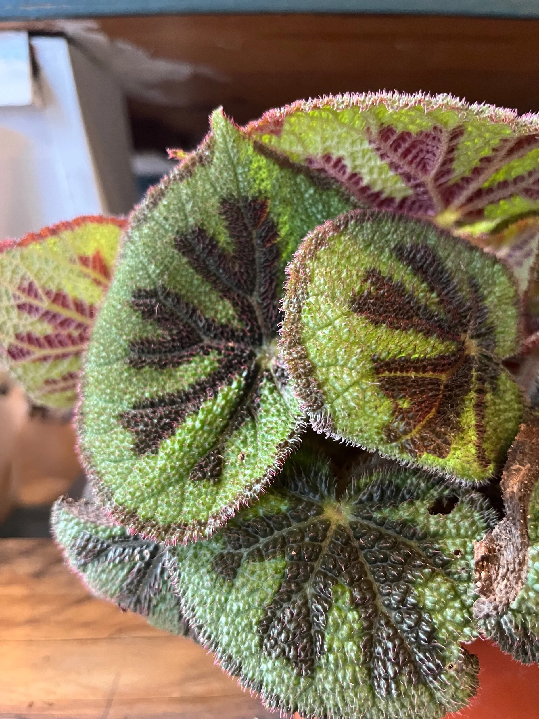 C571DB21-179F-4997-8C10-CECB8D813F1C