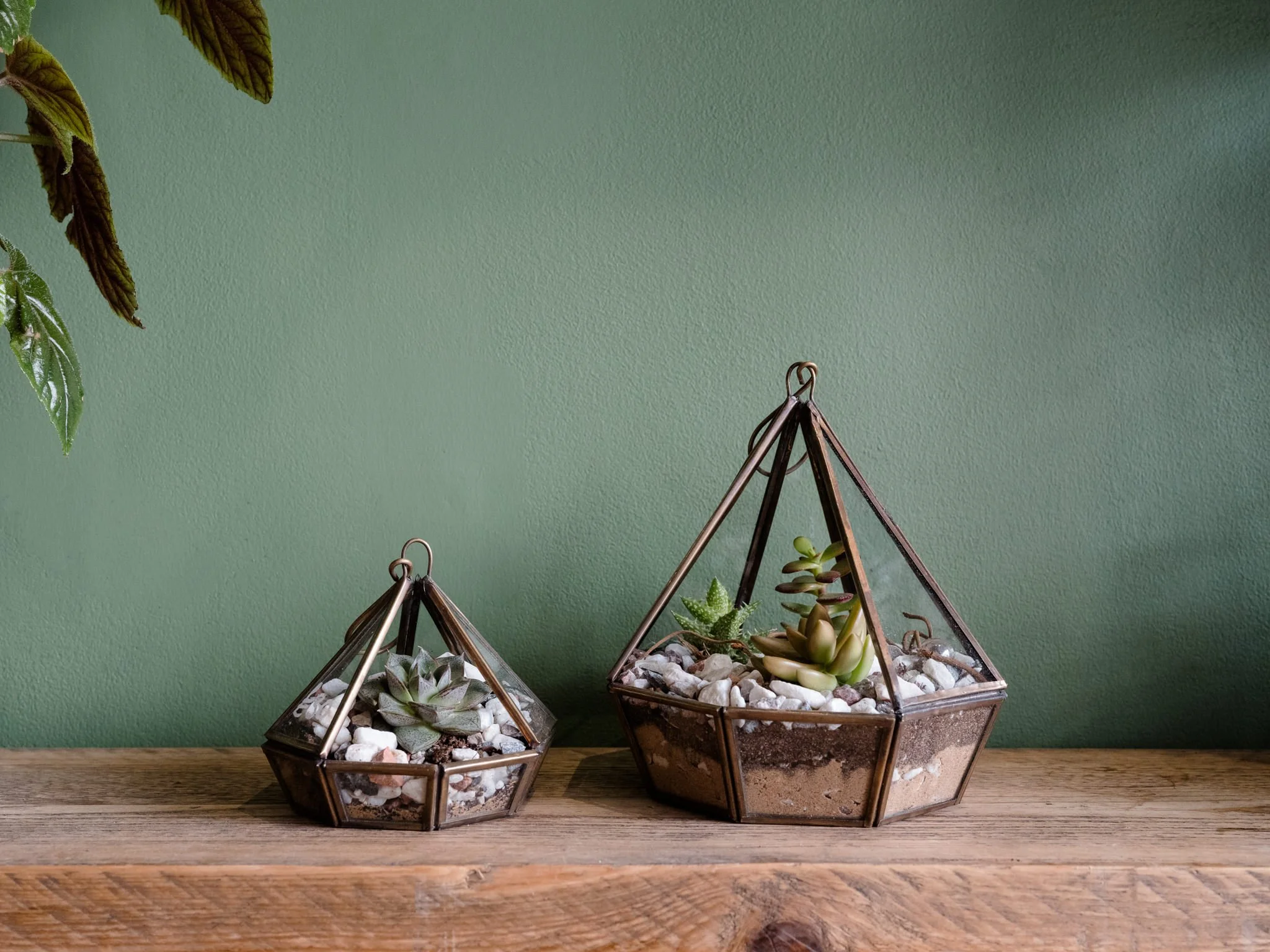 Plantology - June-65.jpg