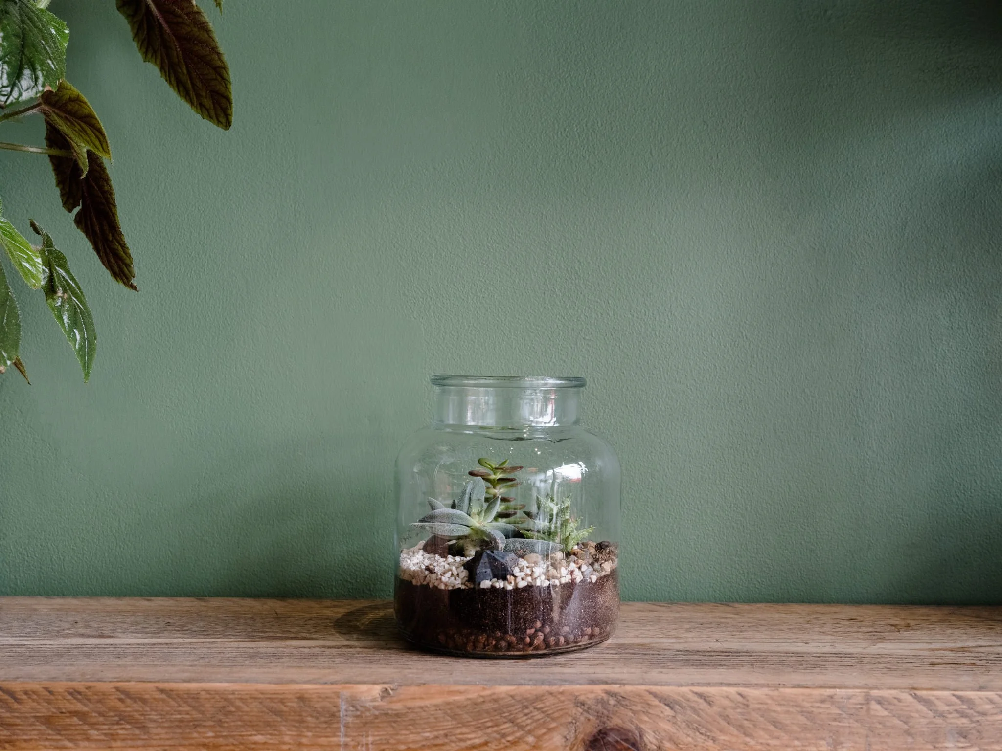 Plantology - June-66.jpg