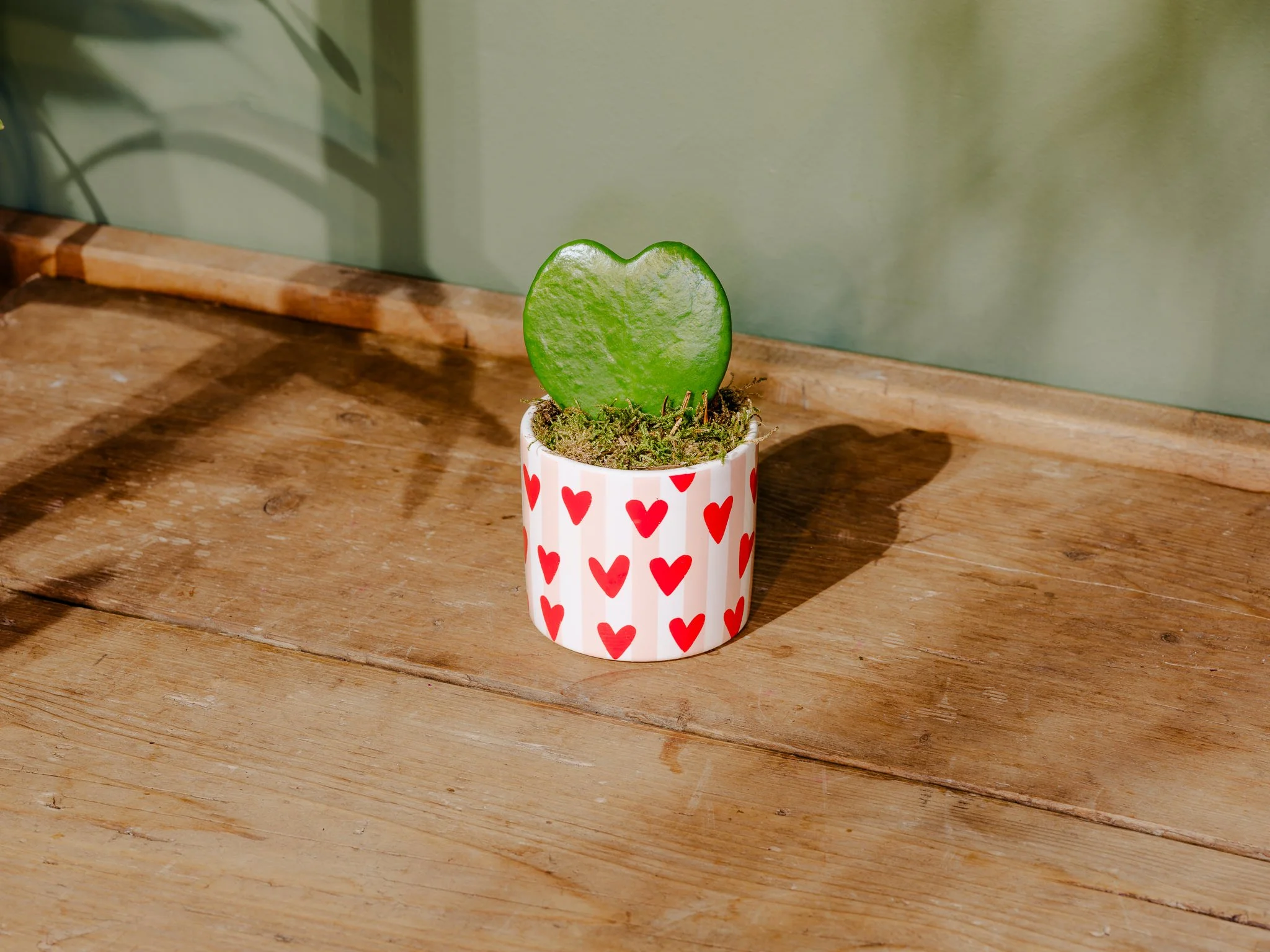 Plantology Jan 2025-139.jpg