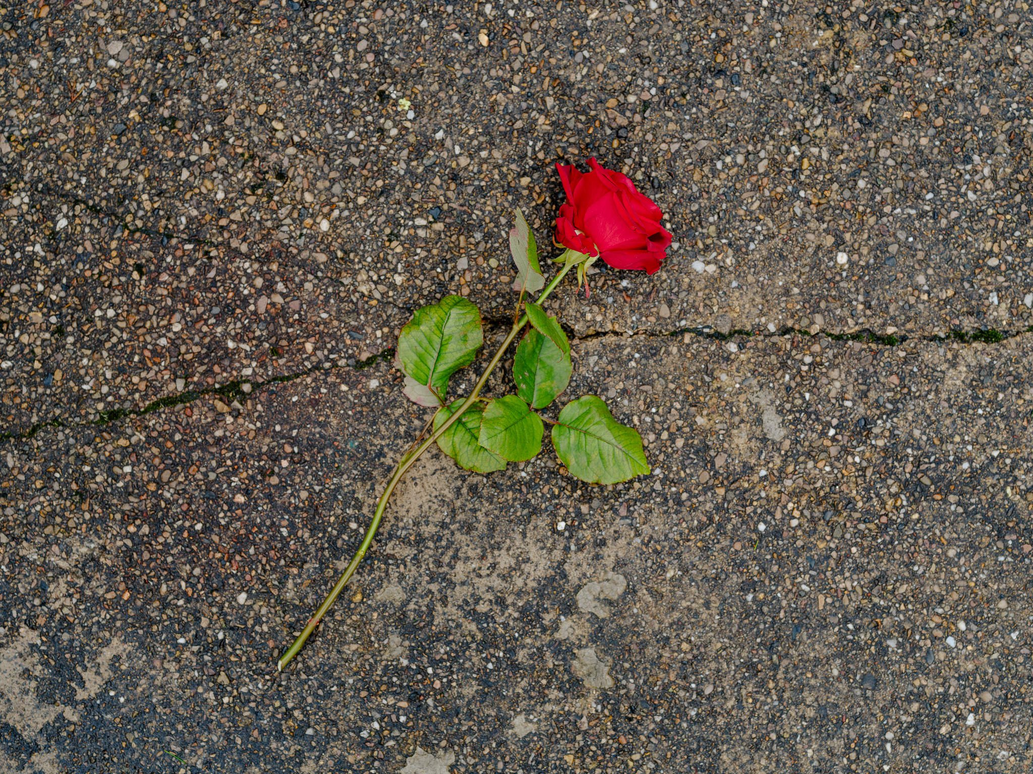 Plantology Jan 2025-95.jpg