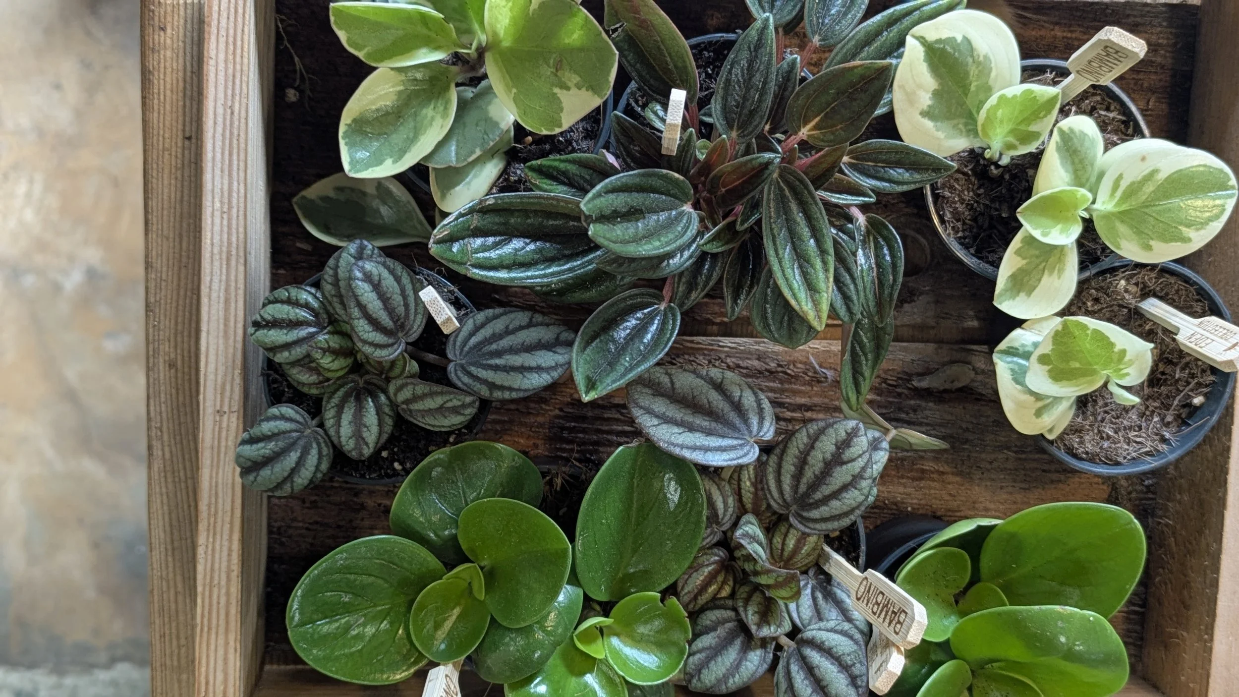 Peperomia mini