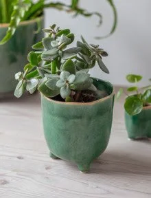 Positano Pot 13.5cm Forest Green.jpg