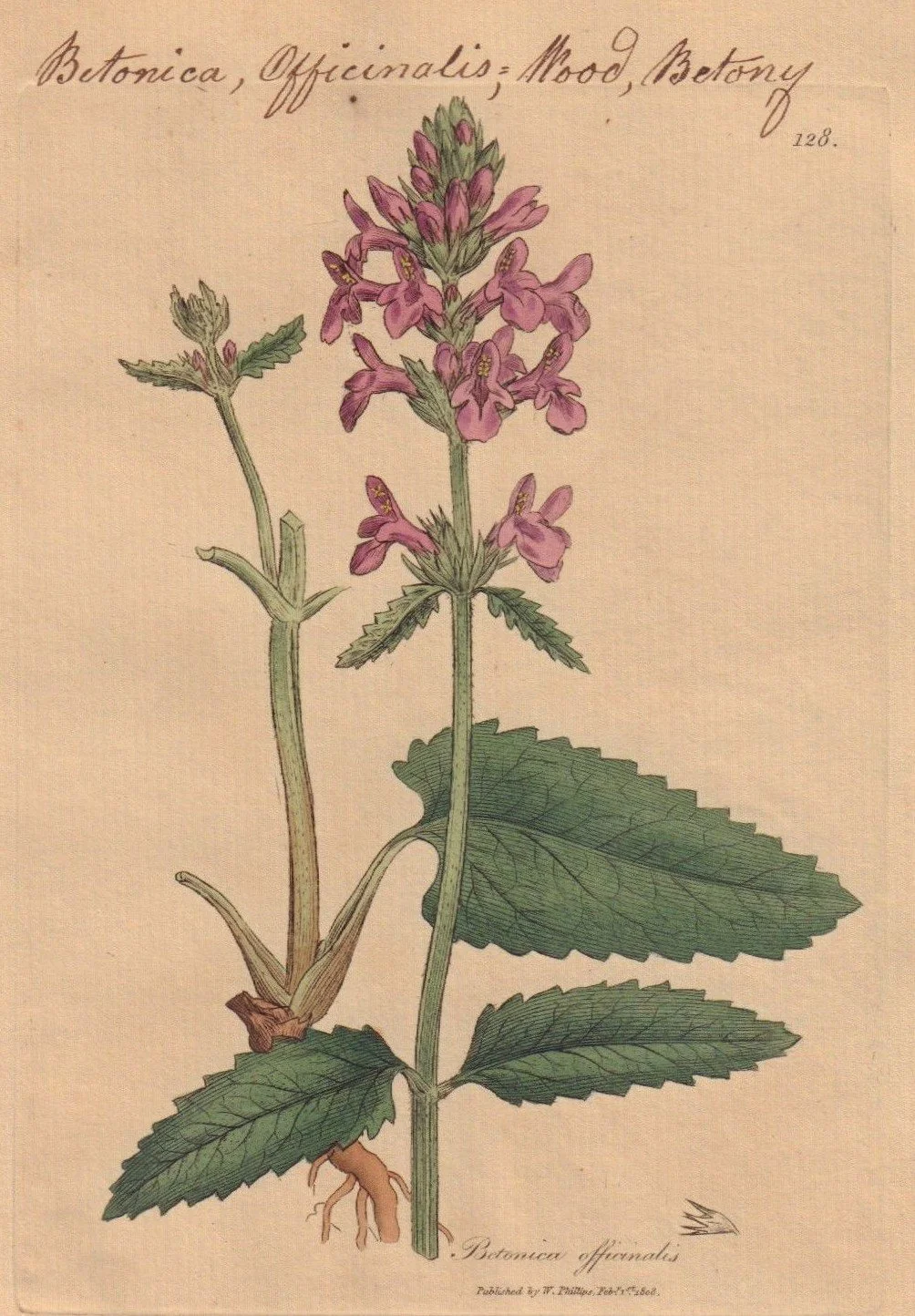 Early Medicine: Wood Betony & St. John's Wort