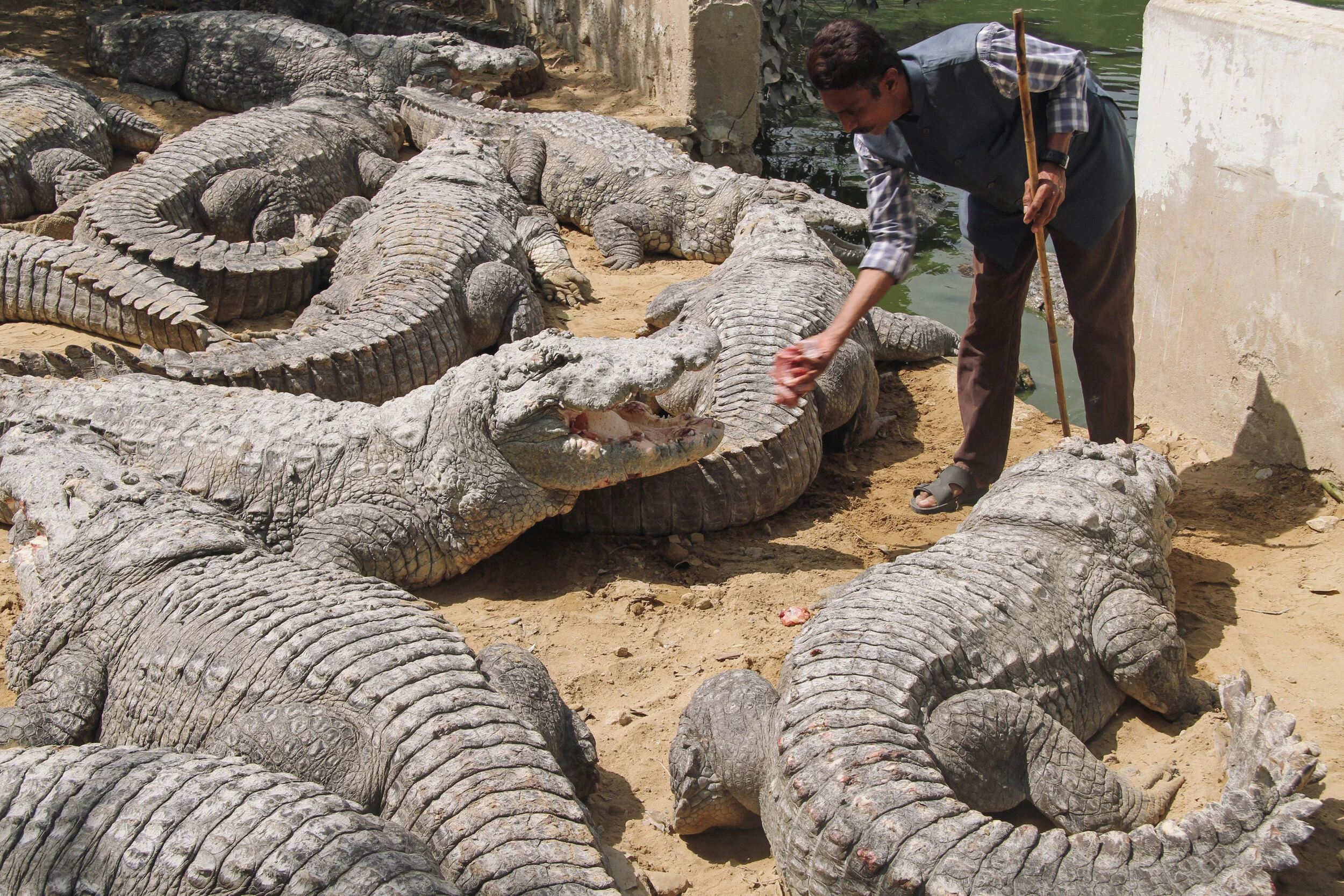 Marsh crocodiles at Mangho Pir in Karachi, Pakistan — Sara Kuehn