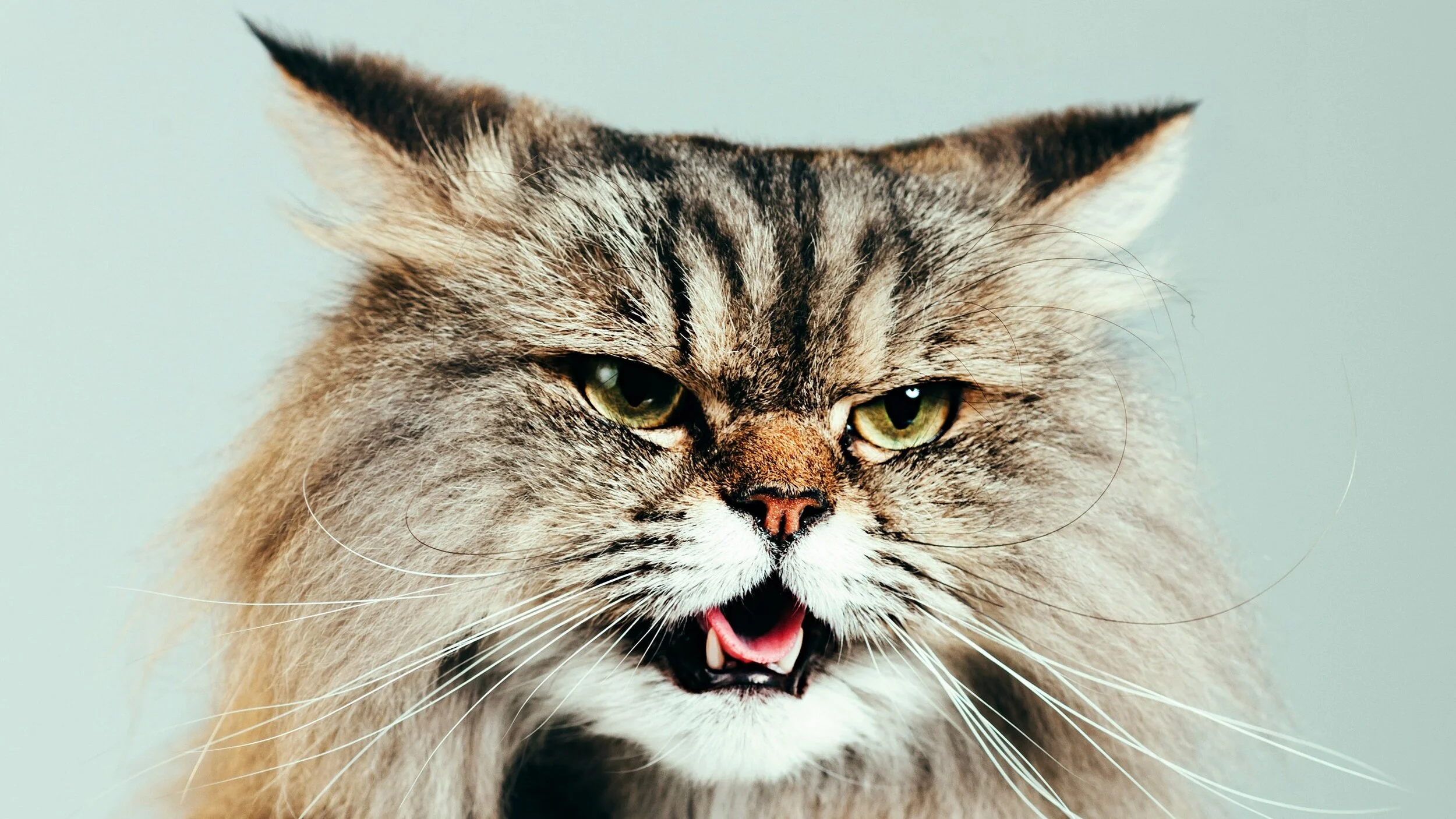 Is my cat happy? This app predicts feline moods | WIRED Magazine