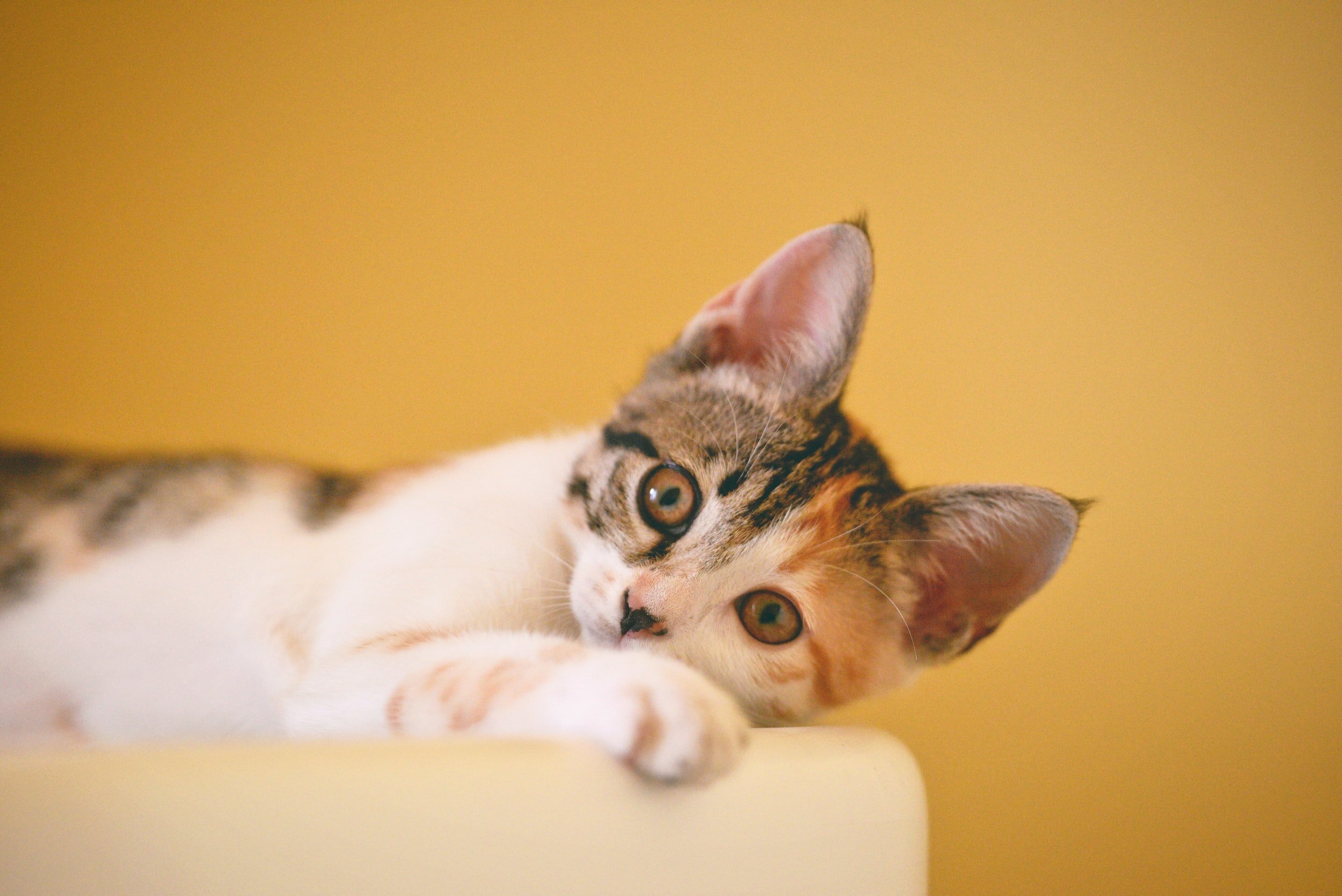 New AI Partnership Helping To Enhance Dialogue Between Pet Parents, Their Pets & Health Practitioners