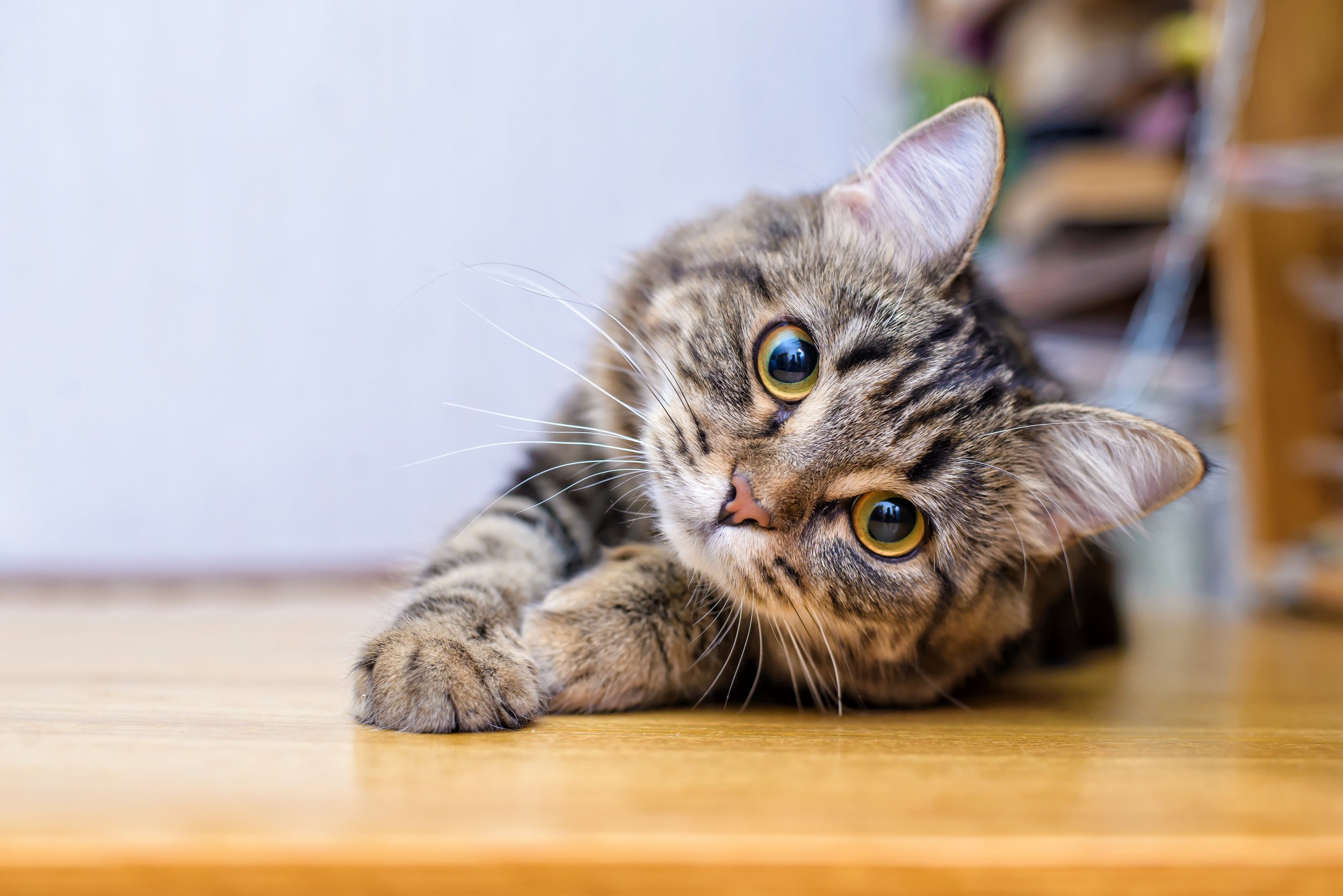 Canadian start-up secures first partner for pet pain measurement tech