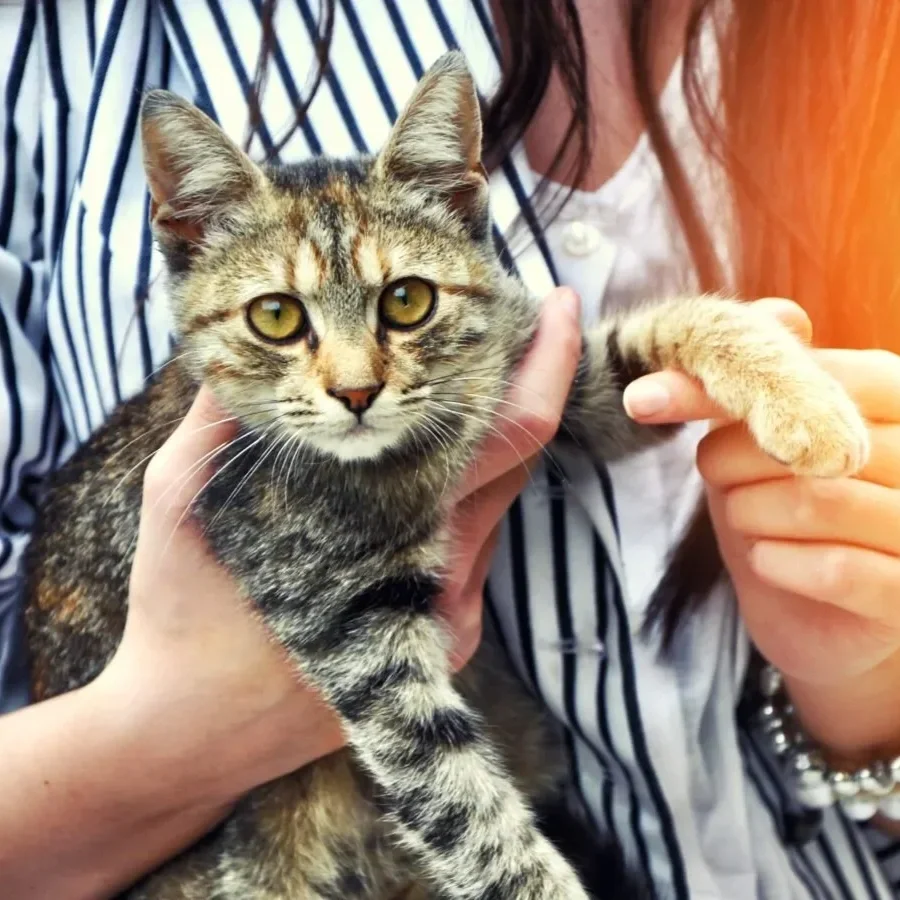 How To Help A Cat Settle Into A New Home