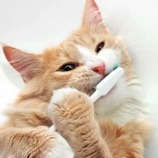 Why Annual Dental Cleanings For Cats Are So Important