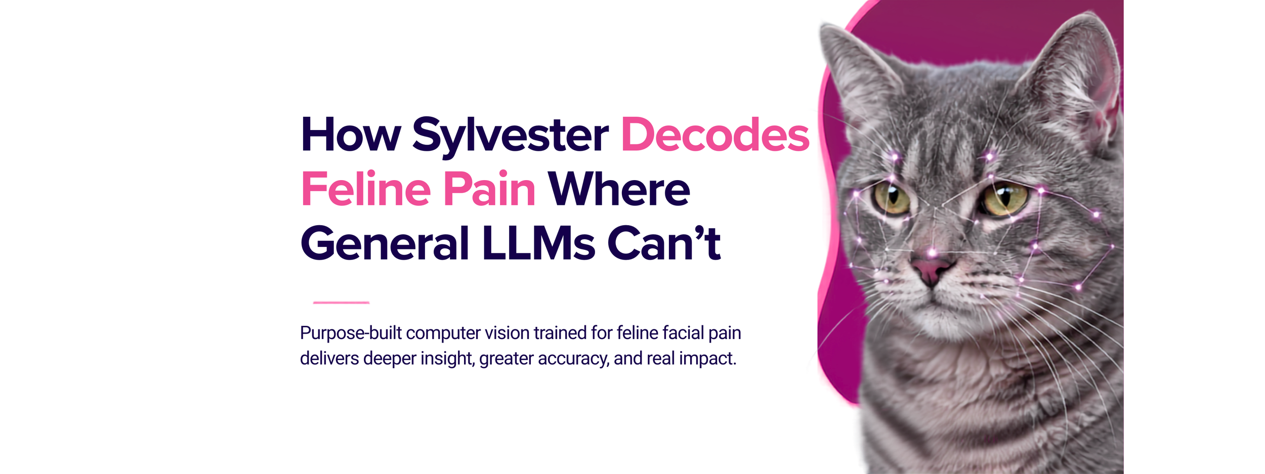 How Sylvester.ai Decode Feline Pain When LLMs Can’t